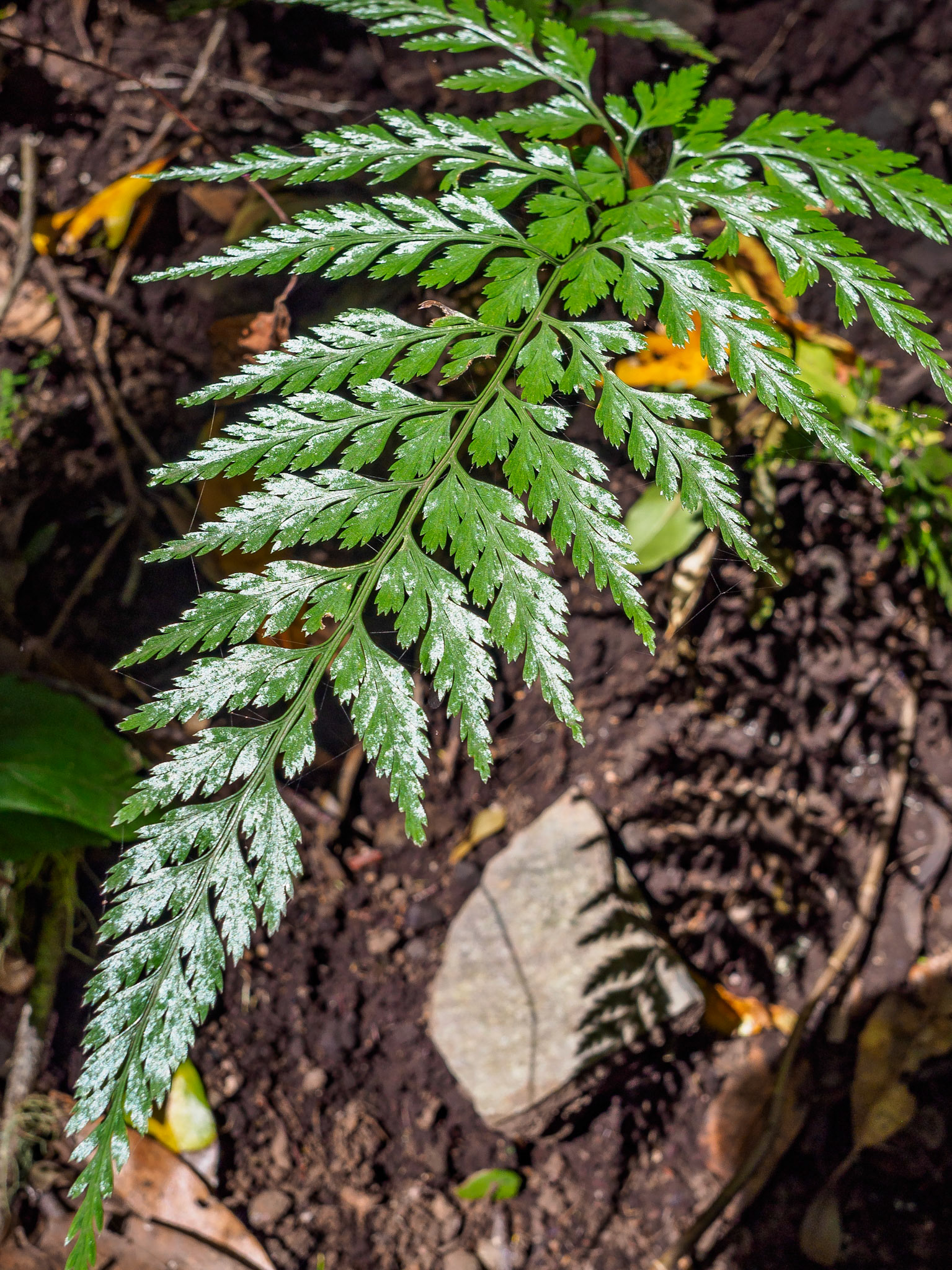 Parque Nacional de Garajonay