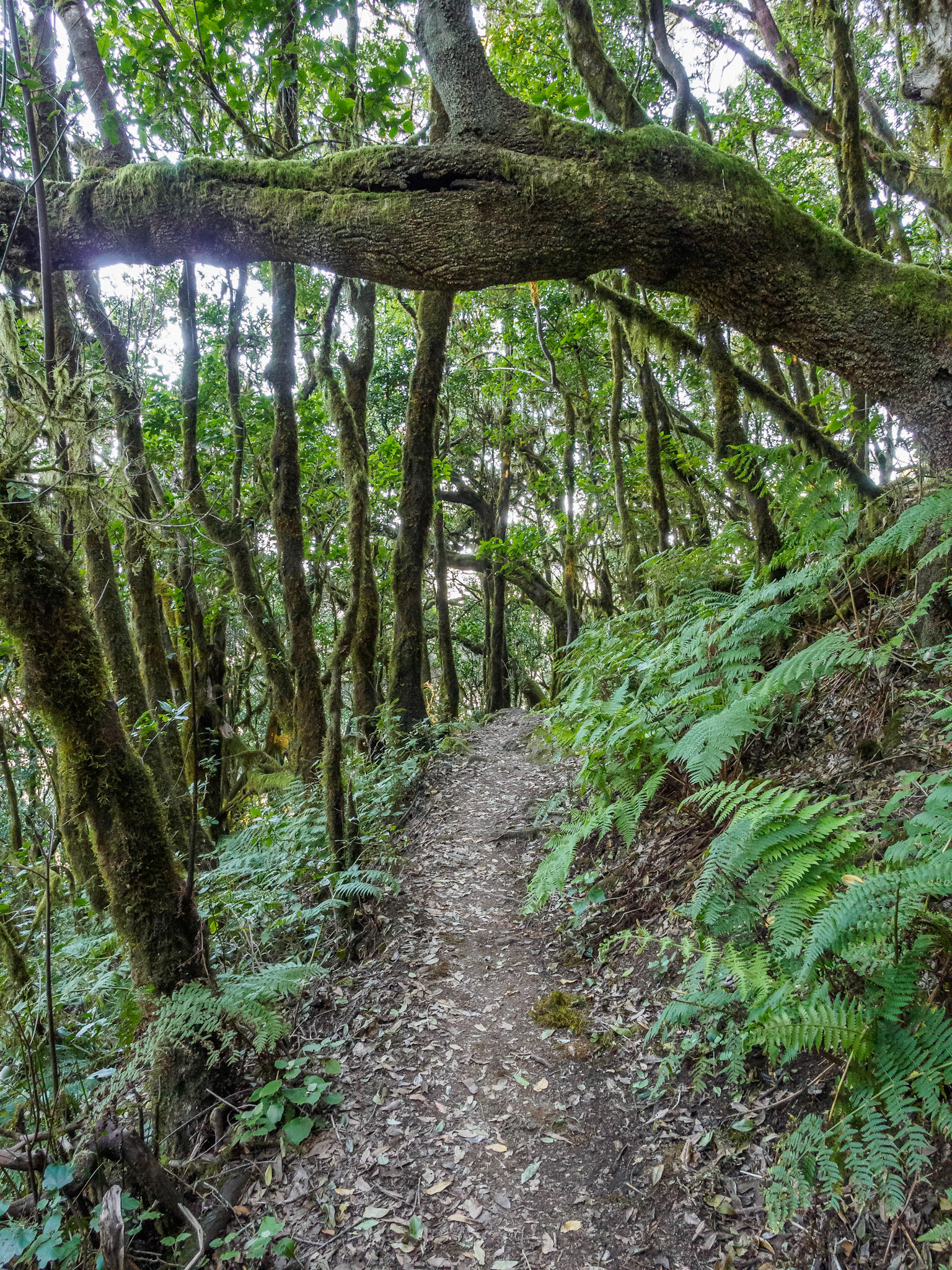 Parque Nacional de Garajonay