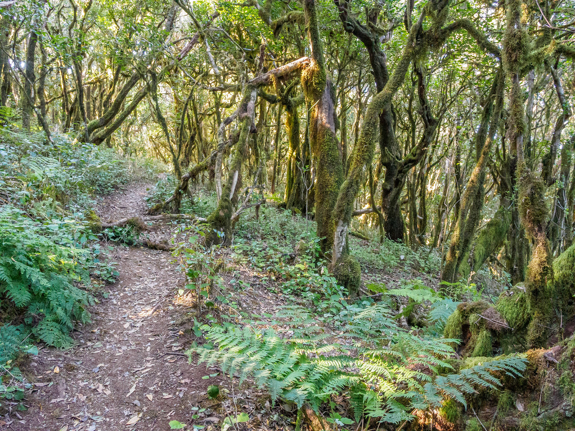 Parque Nacional de Garajonay