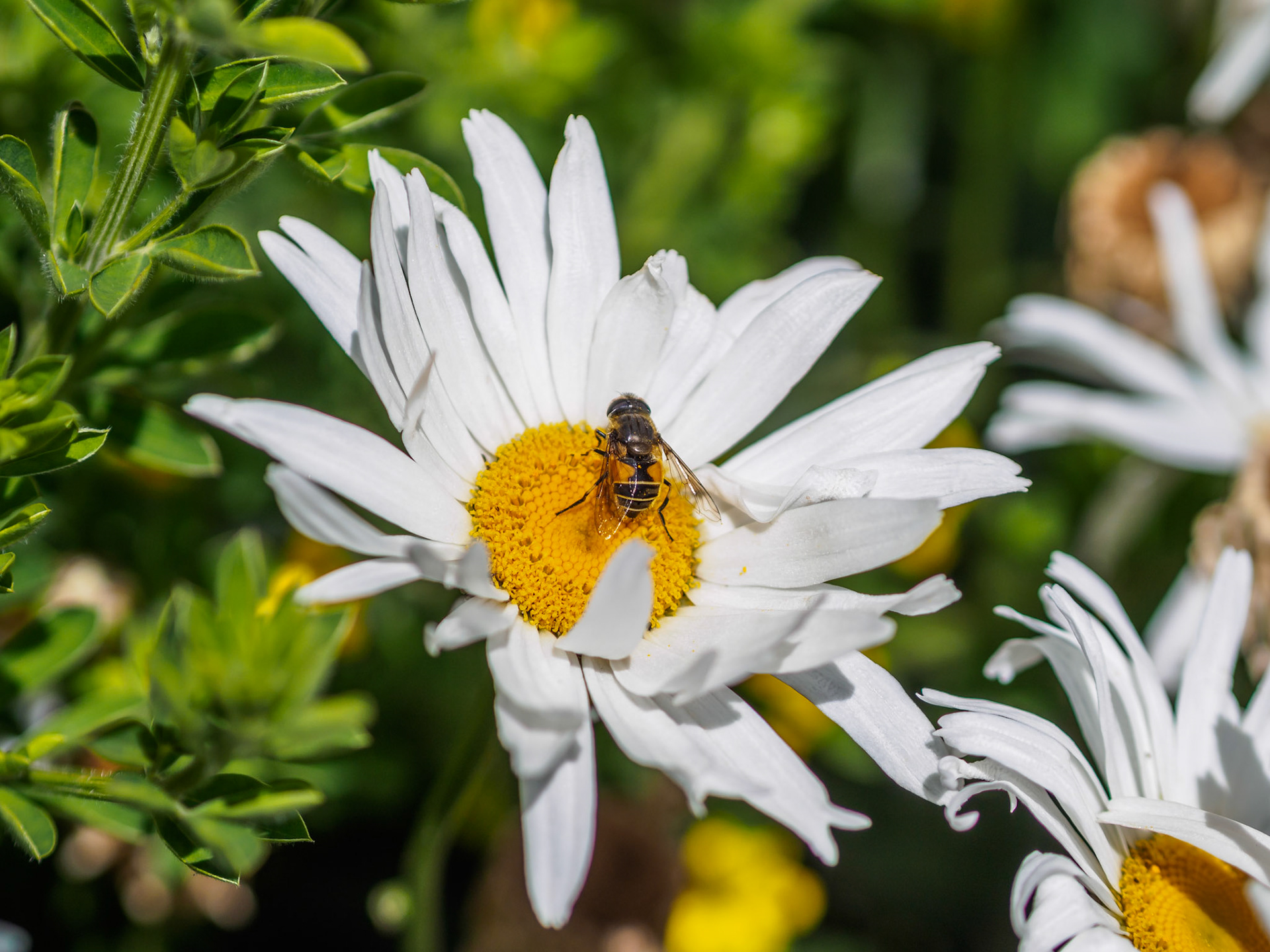 Abeja