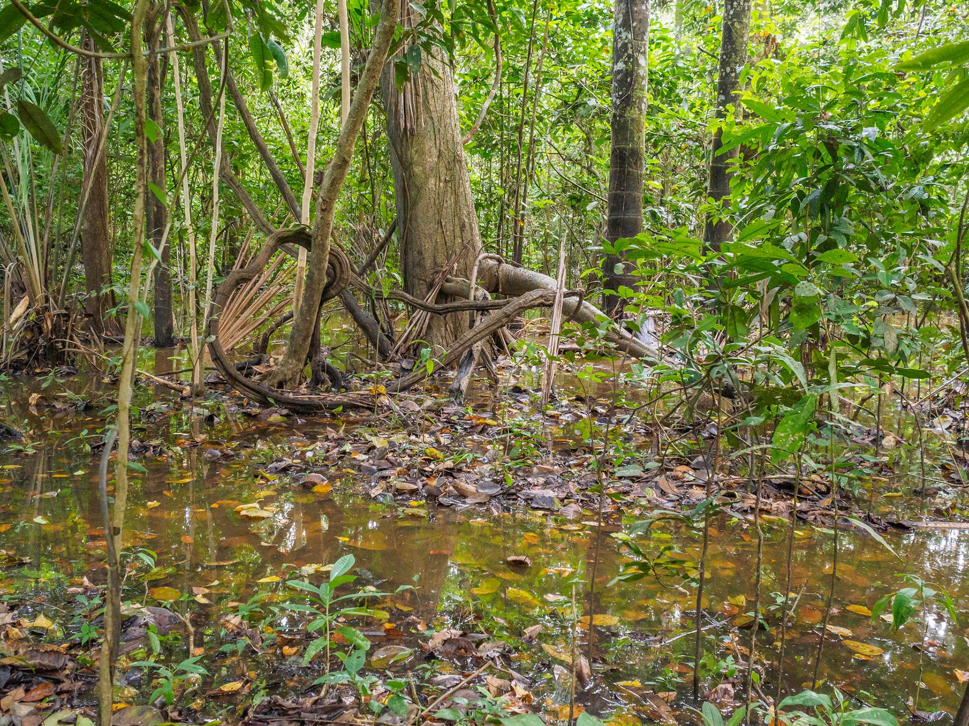 Selva amazónica