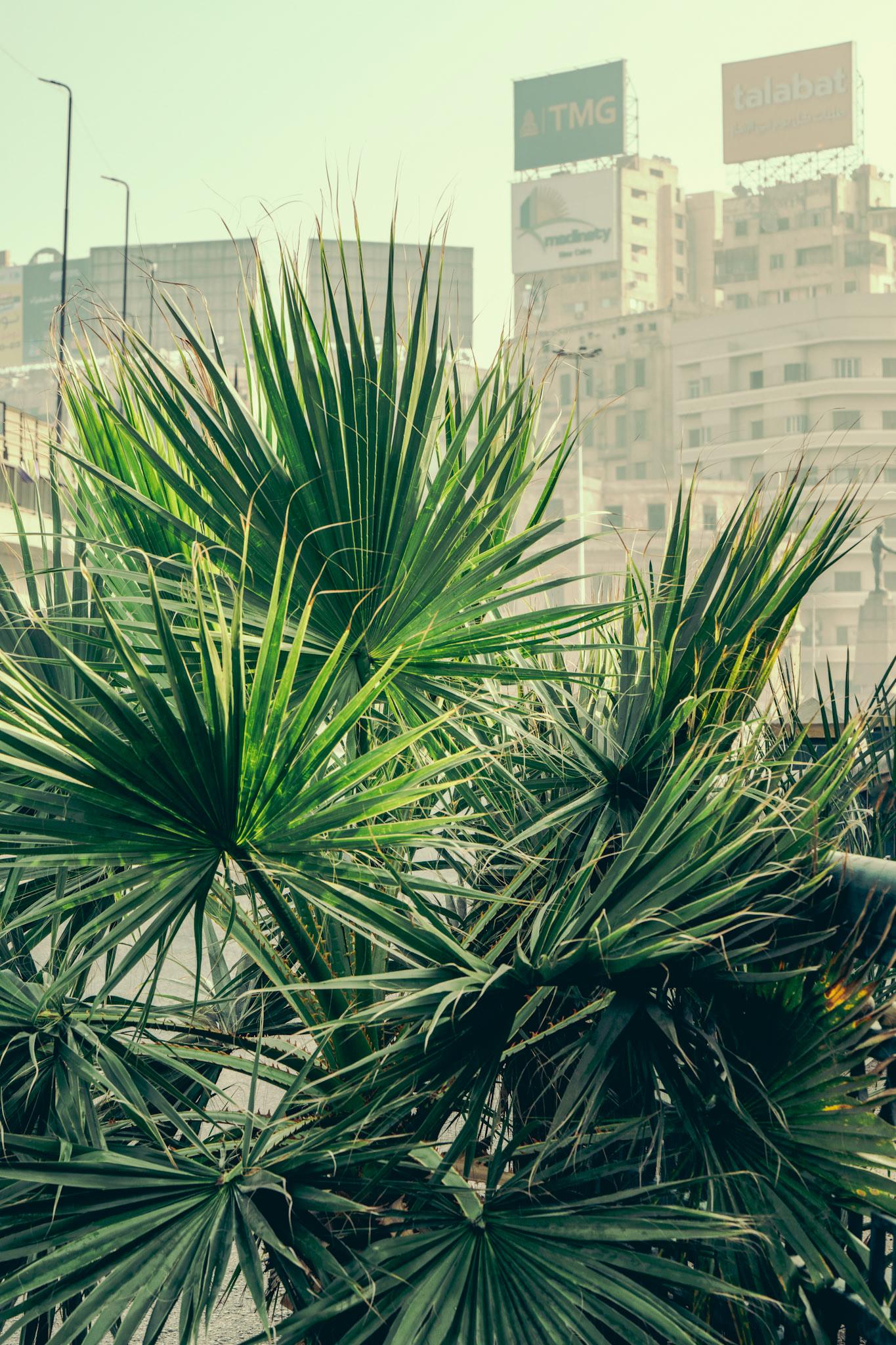 Palm Trees