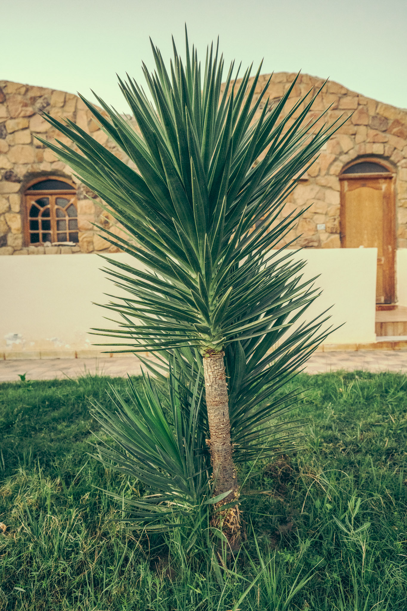 Palm Tree