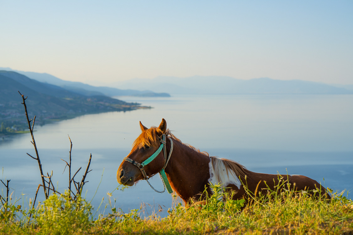 04 Horse on the Hill