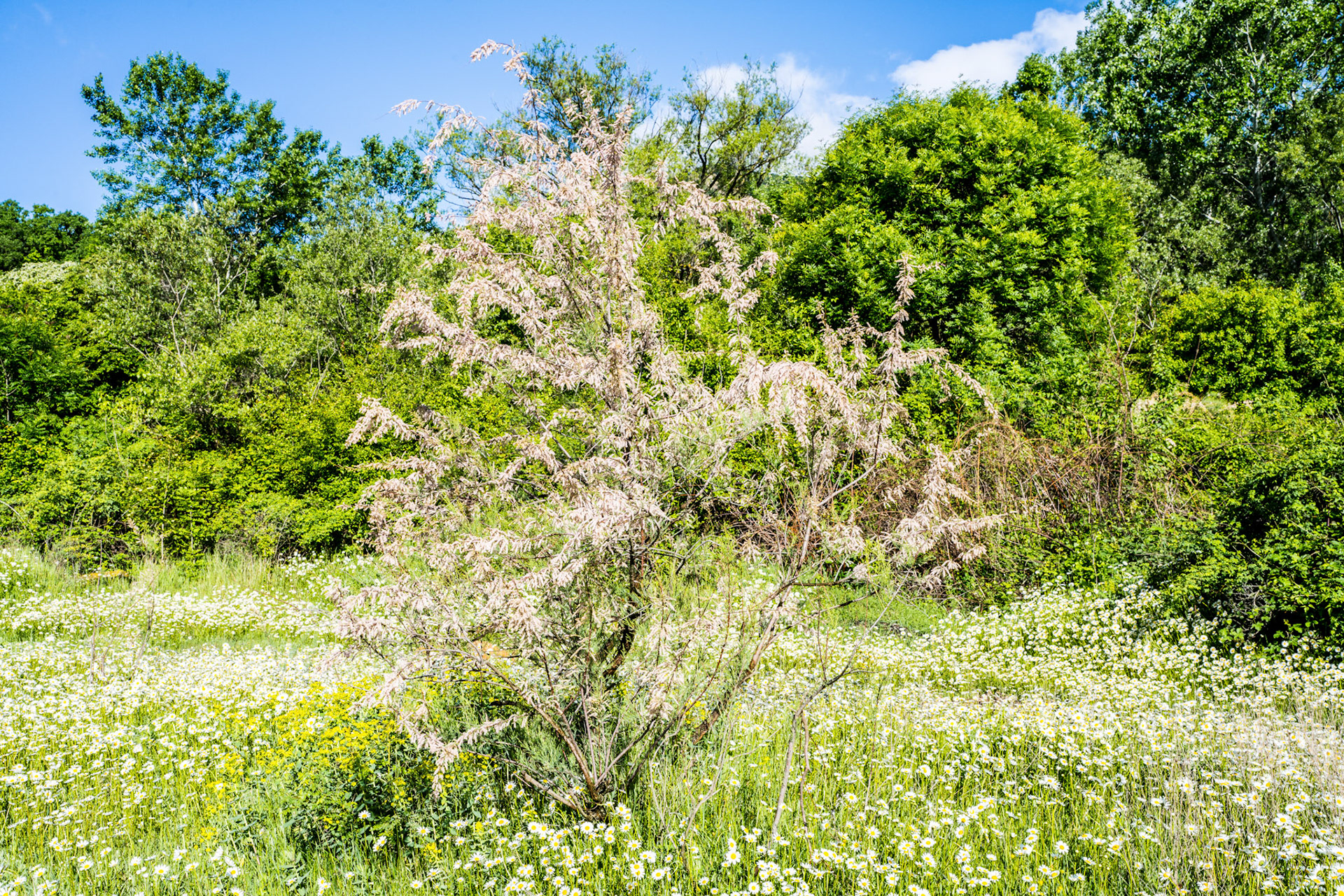 Flower meadow