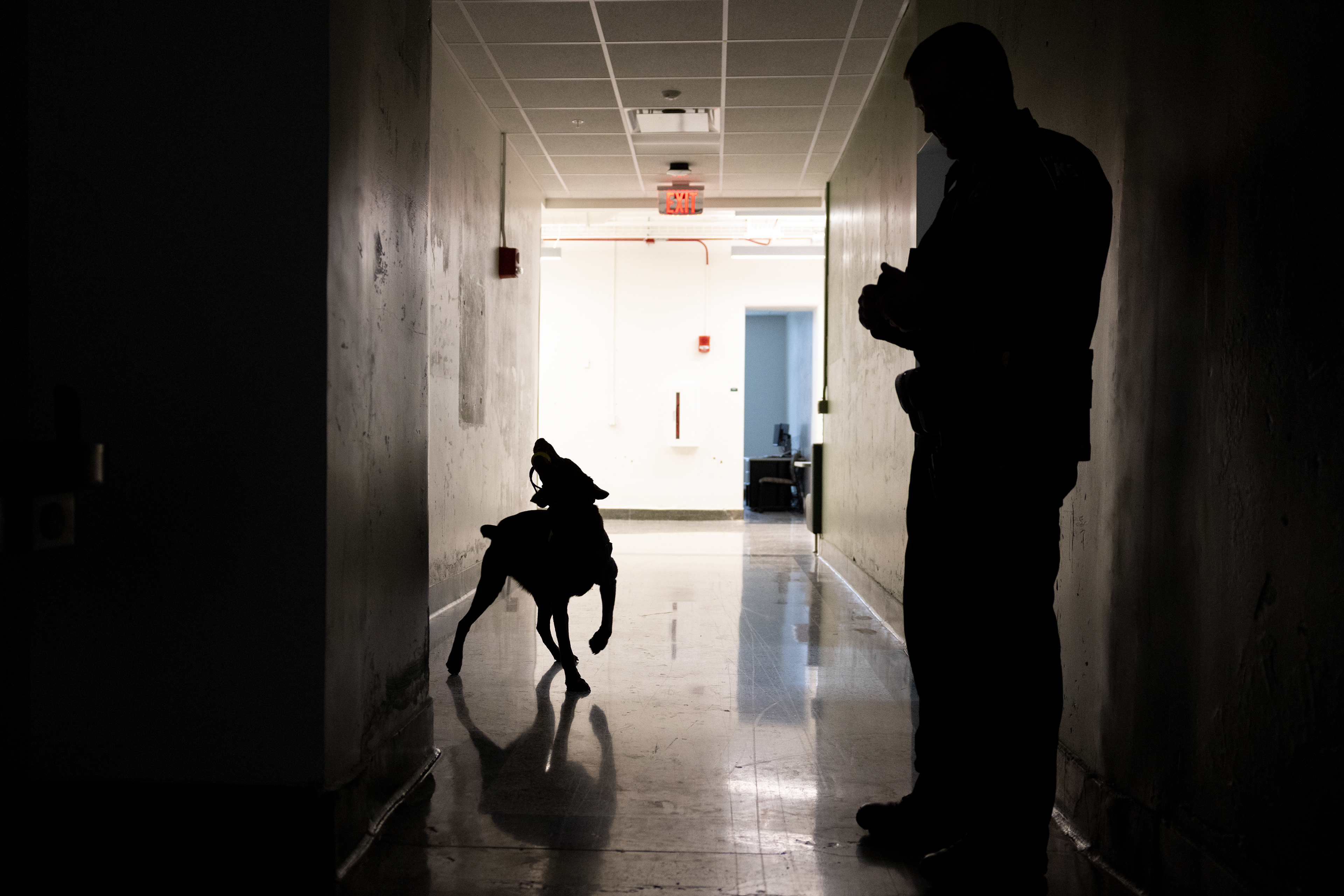 Bach whips his head around while playing with his ball after finding hidden gunpowder as Officer King watches him in the Ohio University Police Department in Athens, Ohio, Nov. 20, 2023. At home, Bach’s only toy is a giant bone. This makes his reward for finding explosives a lot more special. “Man, he loves that ball. He doesn’t care about finding explosives. All he wants is that ball,” Officer King said.