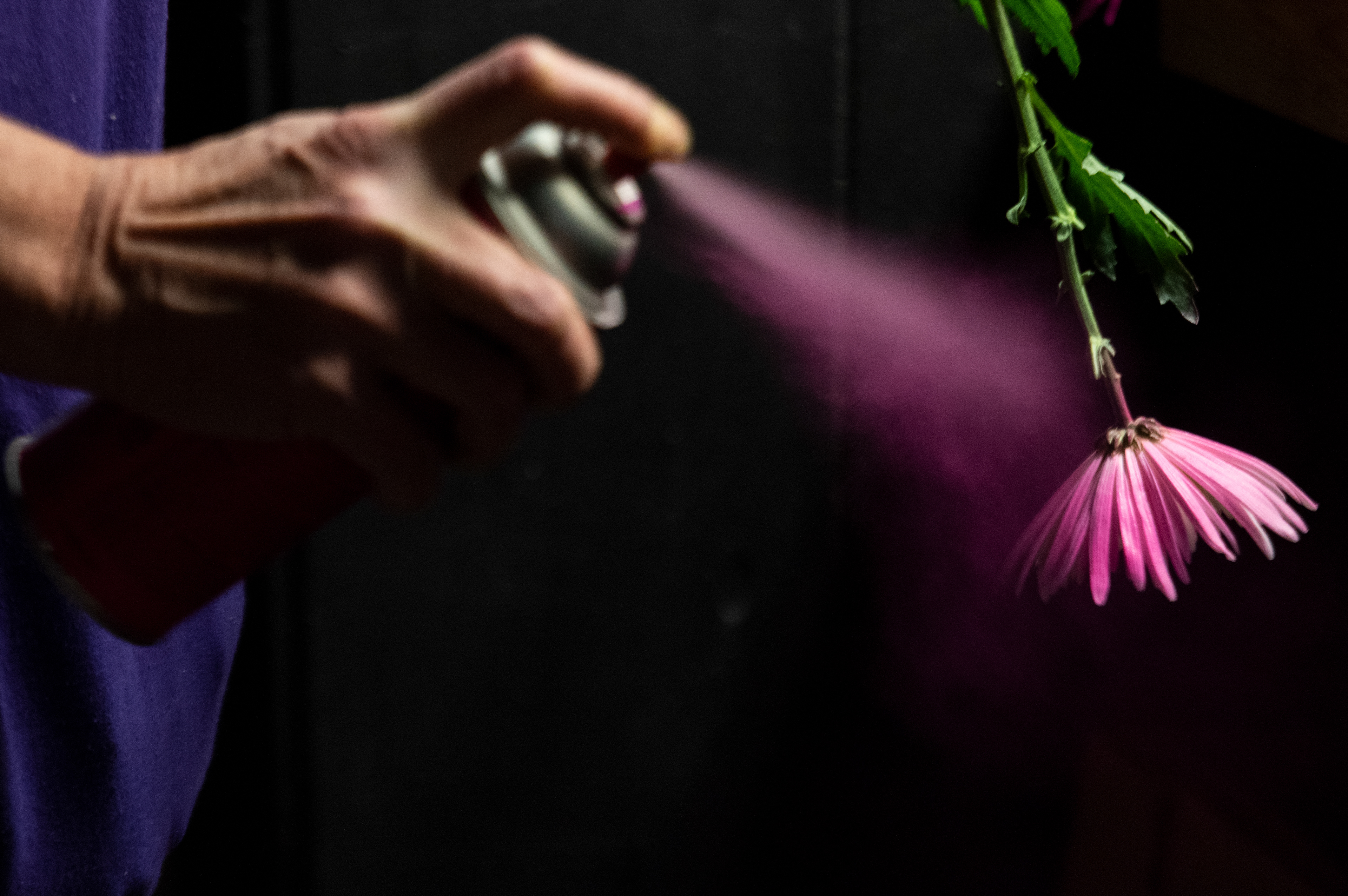Elizabeth Wells spray paints a white flower after running out of Valentine’s Day-themed colors at Jack Neal Floral on W Union St. in Athens, Ohio, on Feb. 14, 2022. Wells says they order flowers months in advance for this busiest week of the year. They resort to spray-painting flowers with specialized paint when they are low on certain colors.