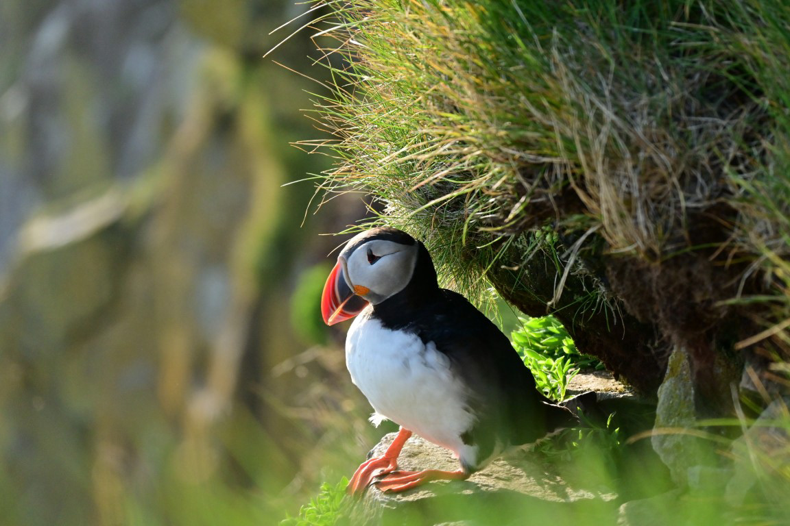 Puffin