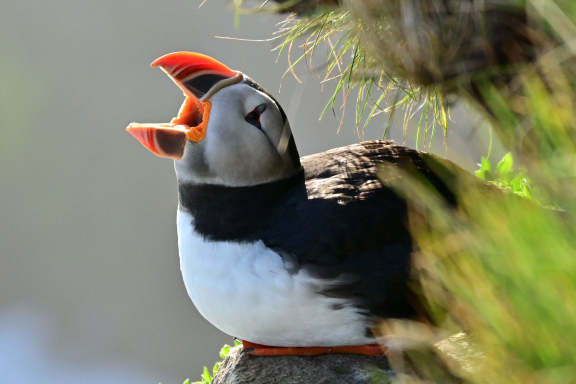 Puffin