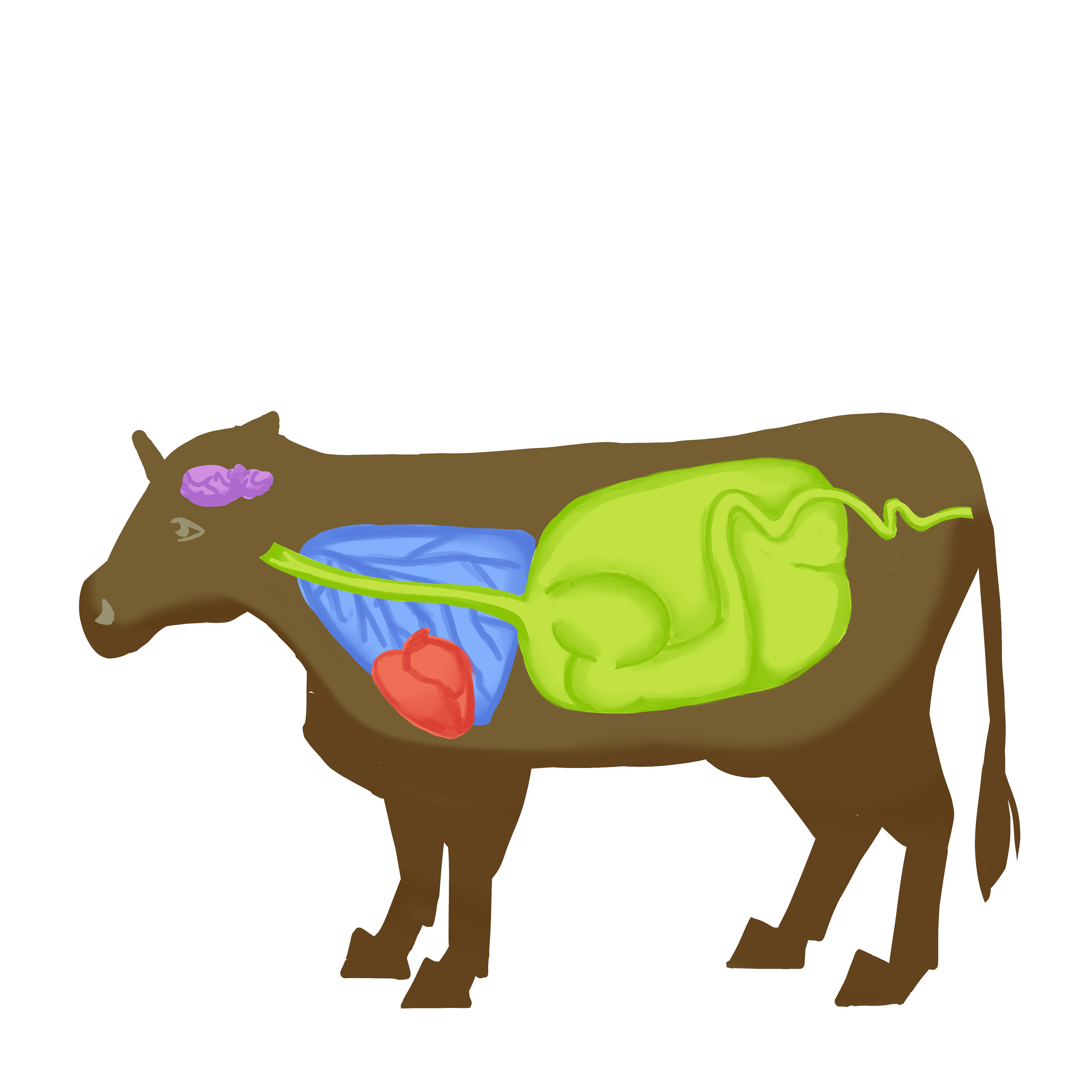 Diagrams from animal anatomy lesson.