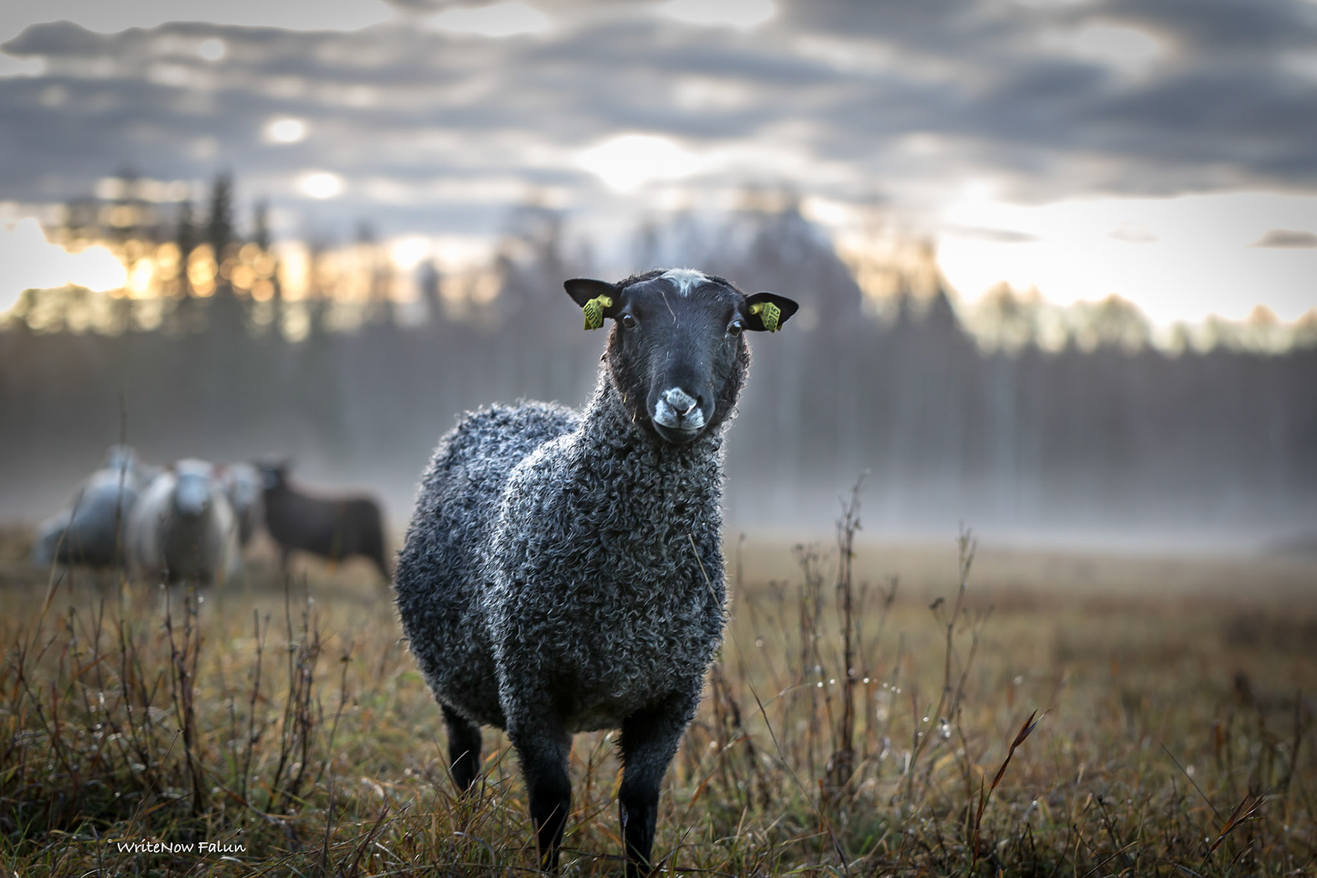 Helliden, fotoprojekt, resan dag 2 och 3