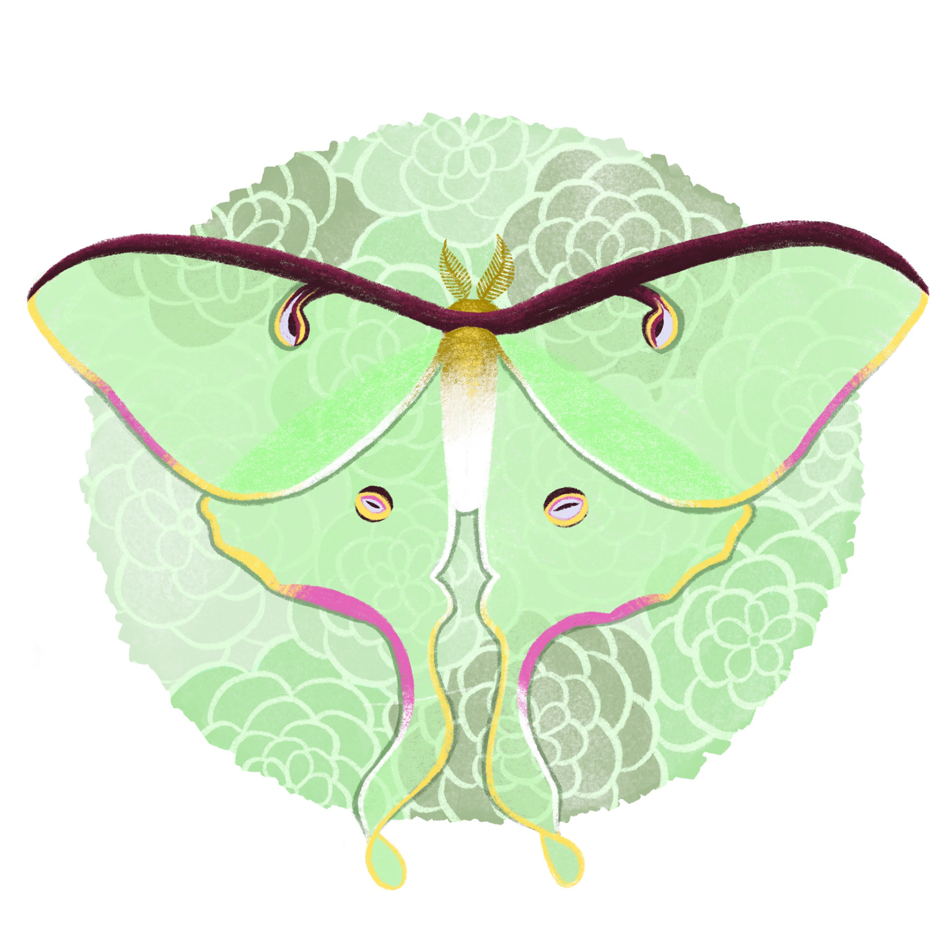 luna moth
