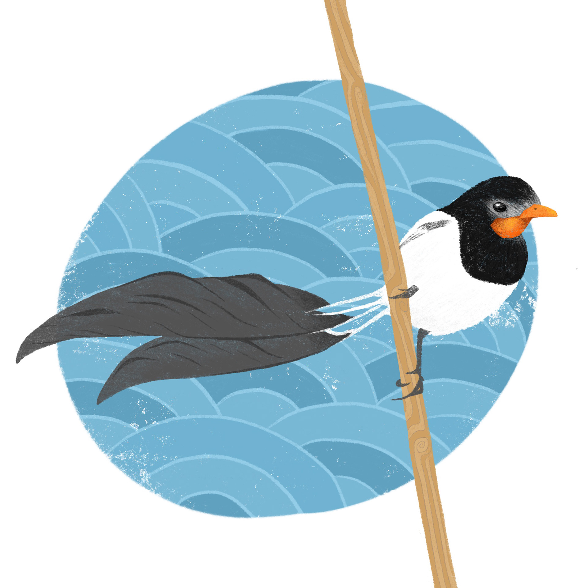 Strange-tailed Tyrant