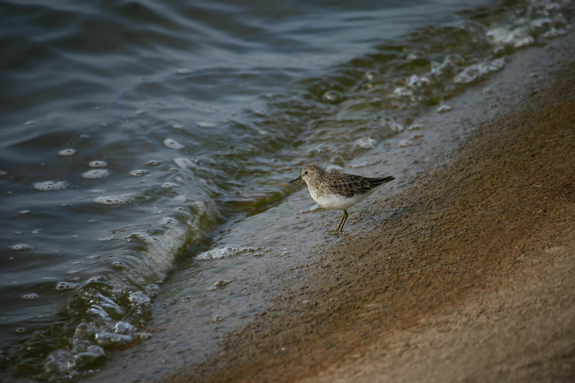 Least Sandpiper
