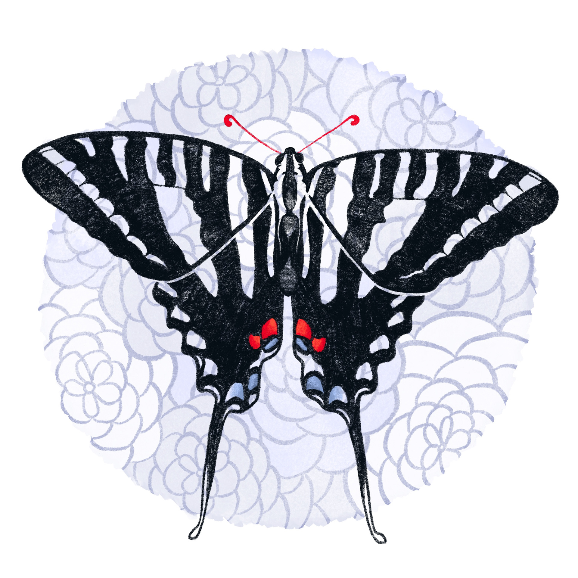 zebra swallowtail