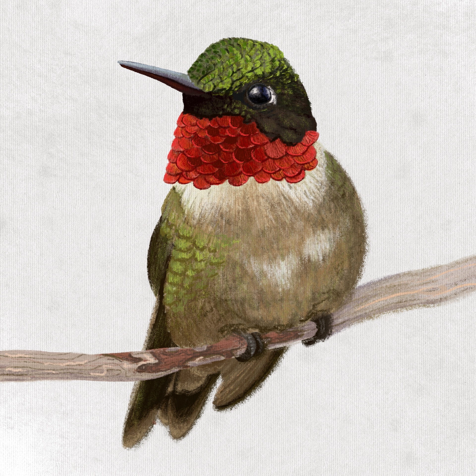Ruby Throated Hummingbird
