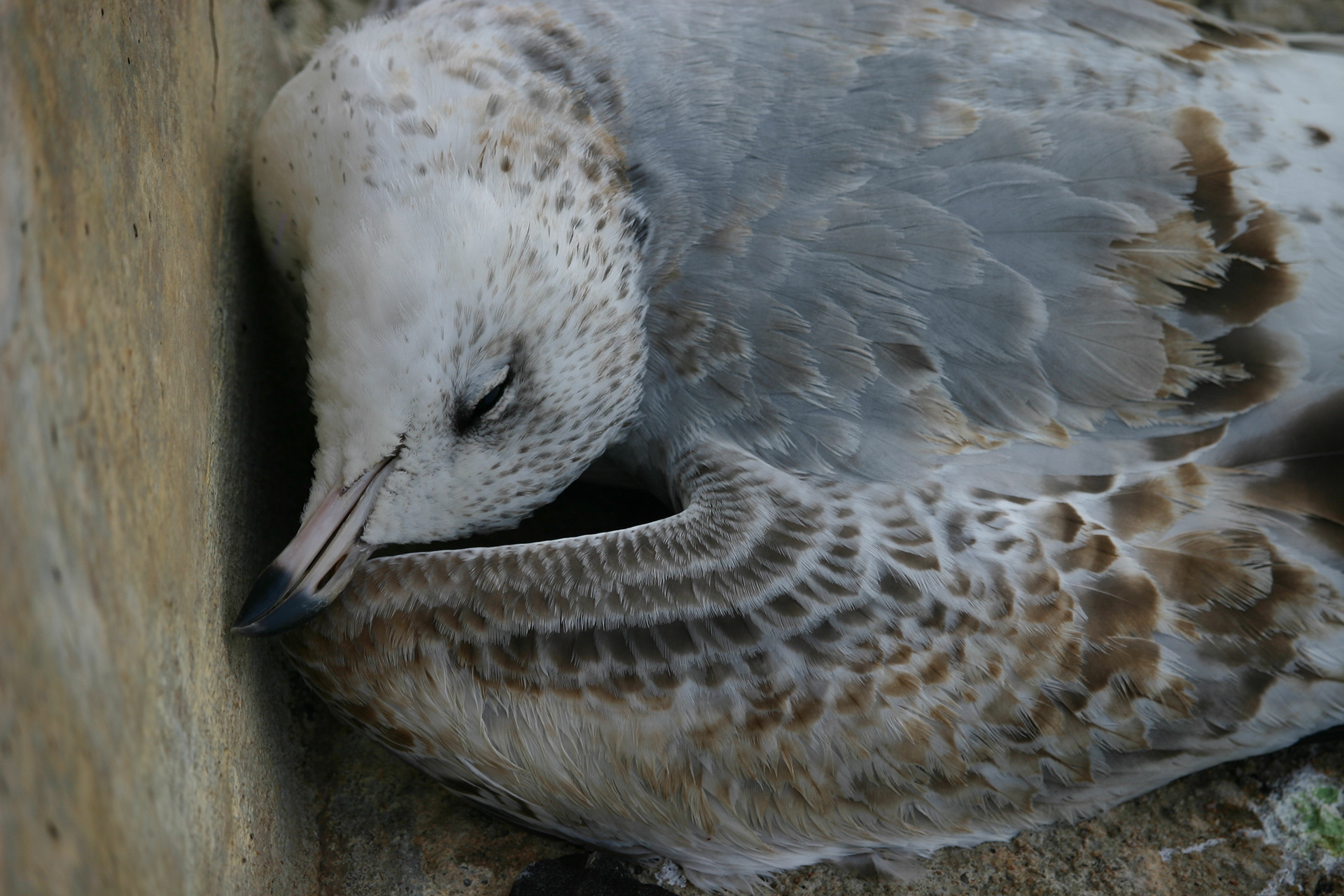 Ring-billed Gull