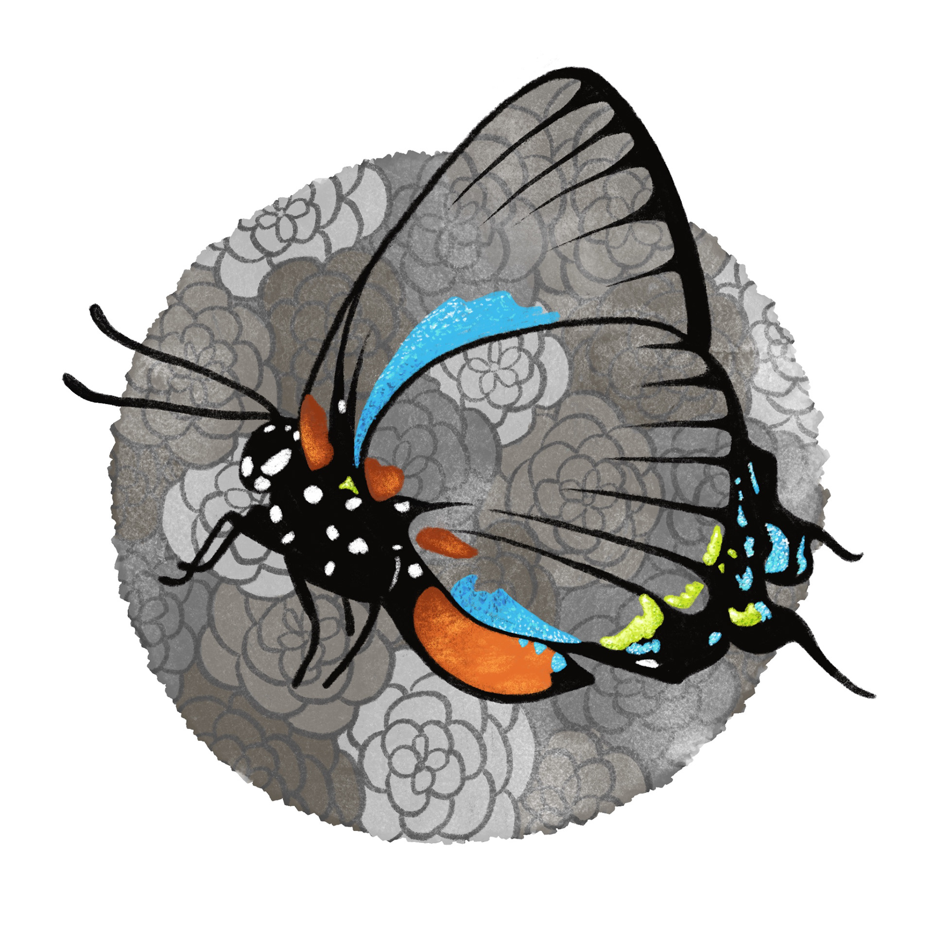 great purple hairstreak