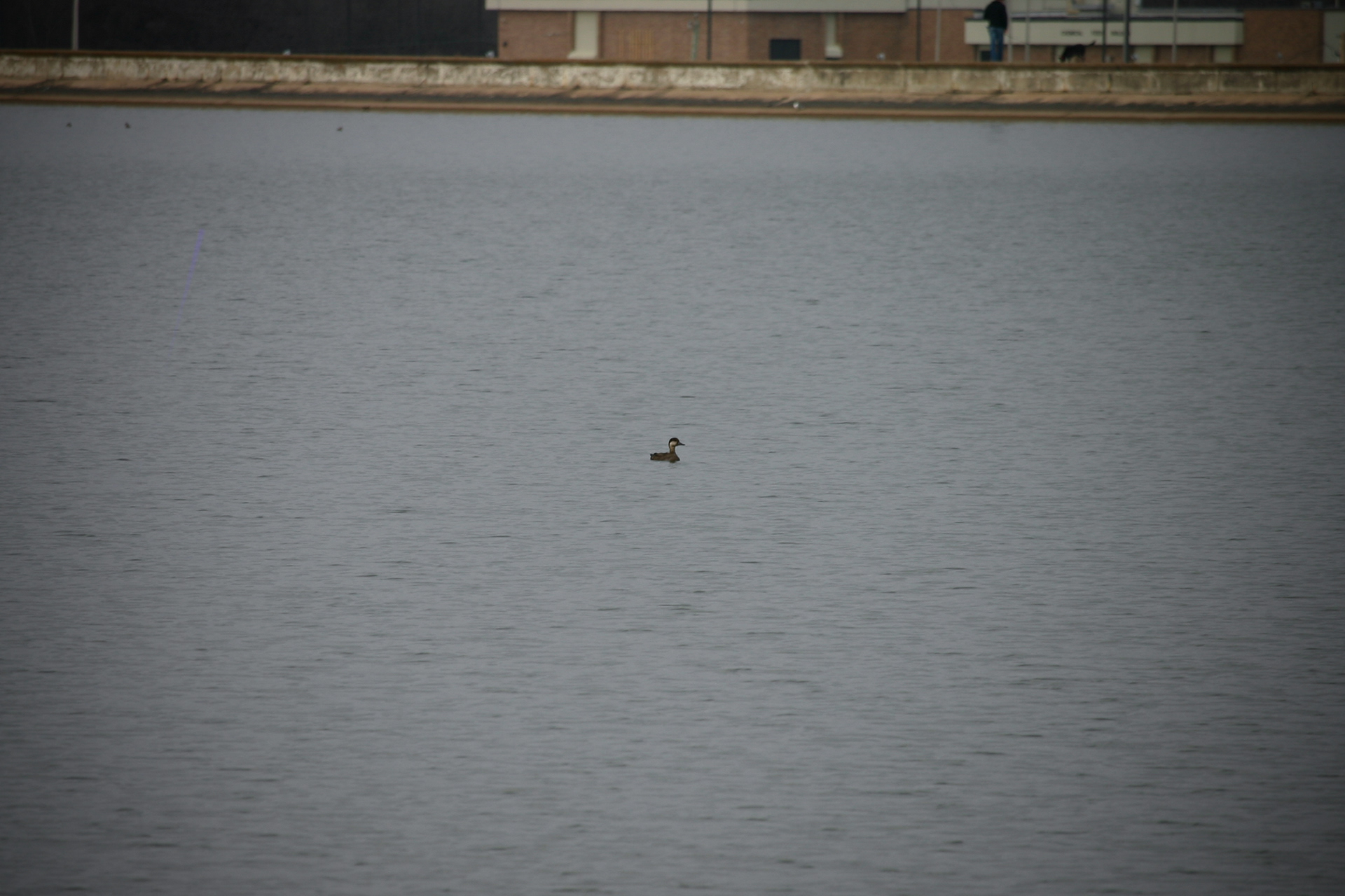 Black Scoter