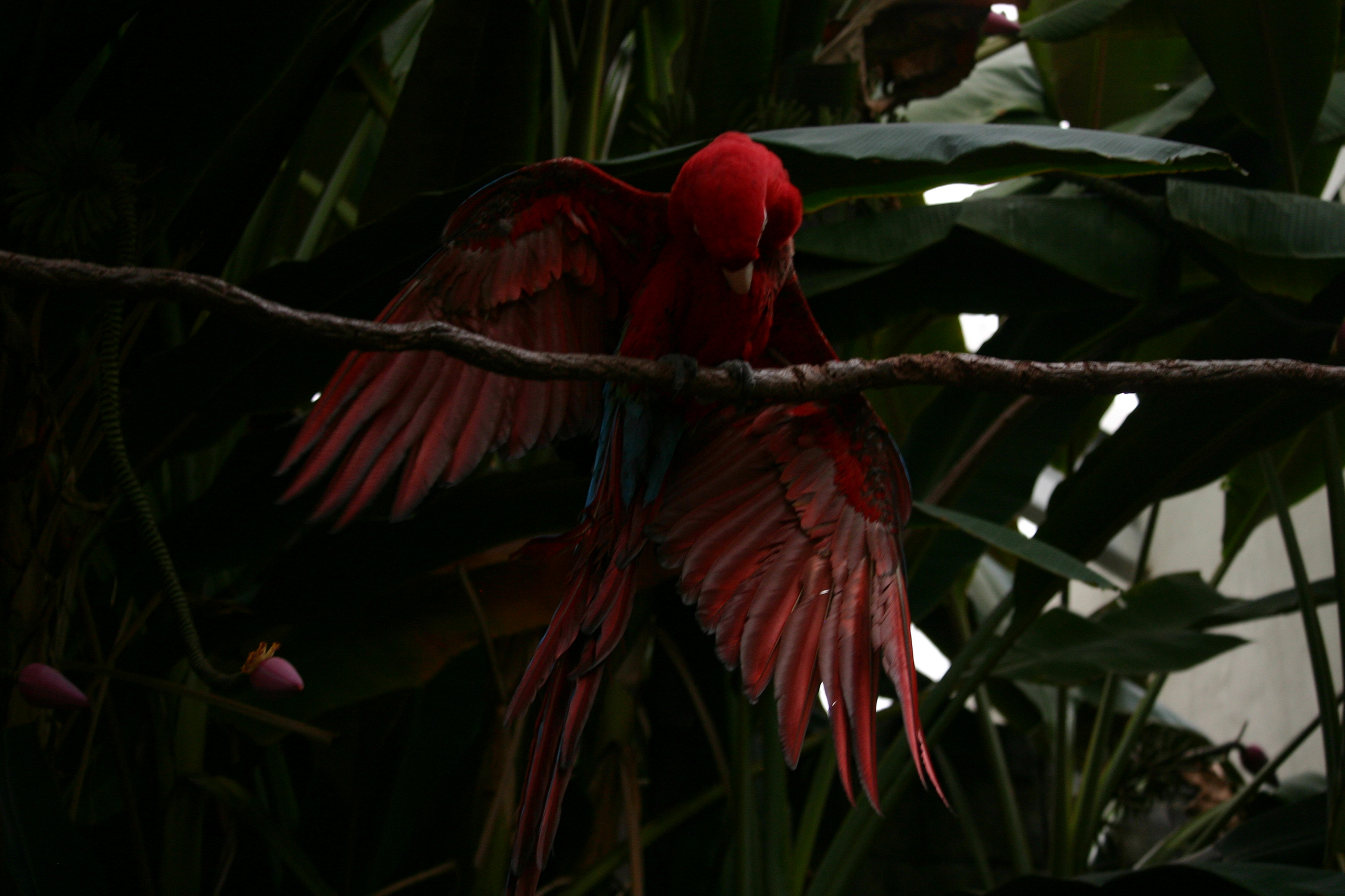Scarlet Macaw