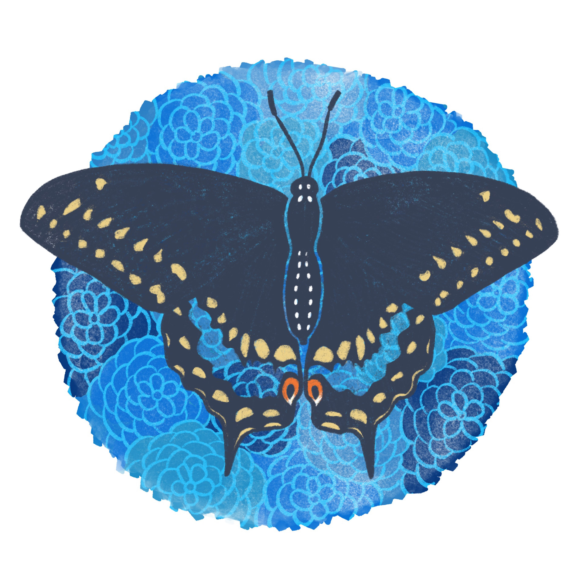 eastern black swallowtail