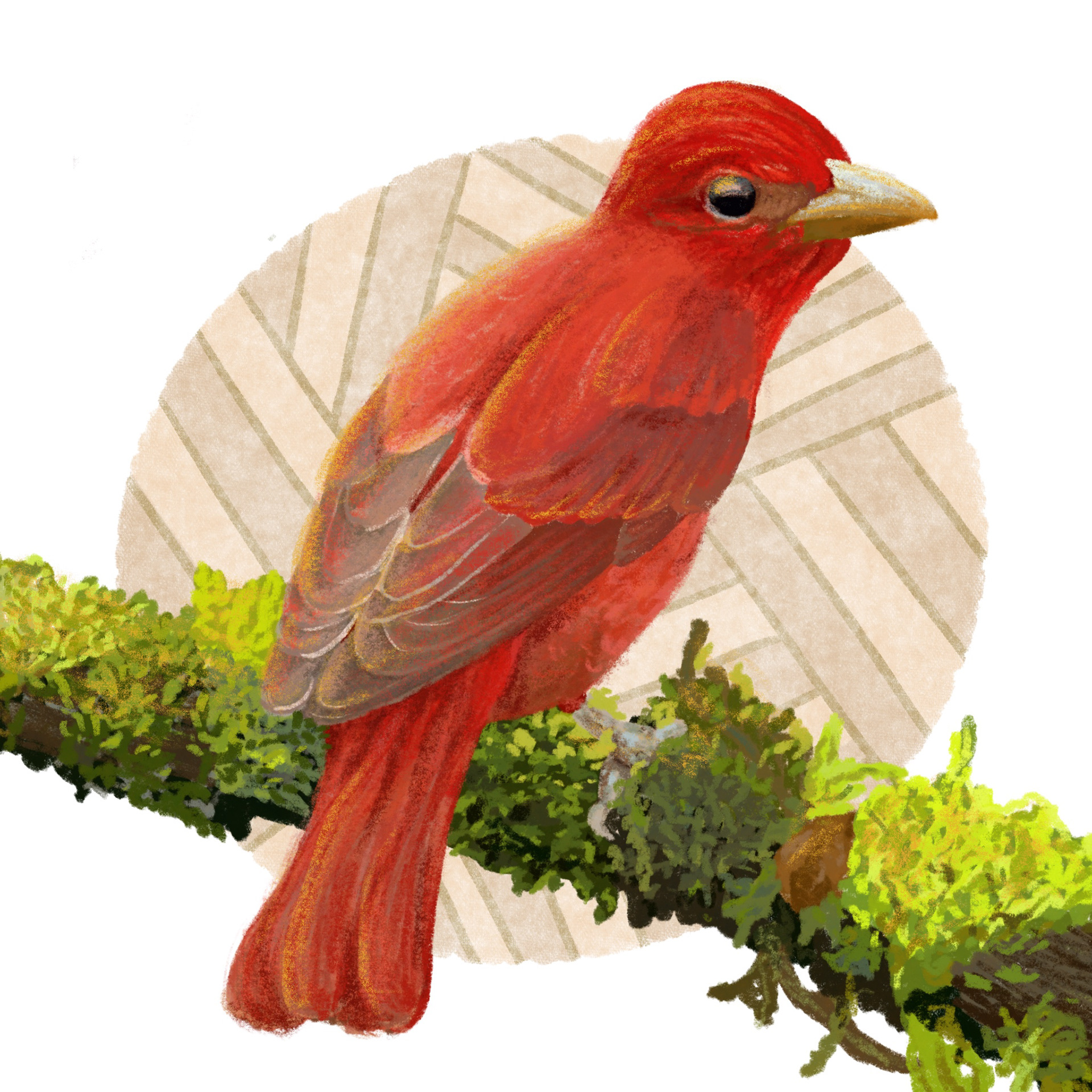 Summer Tanager