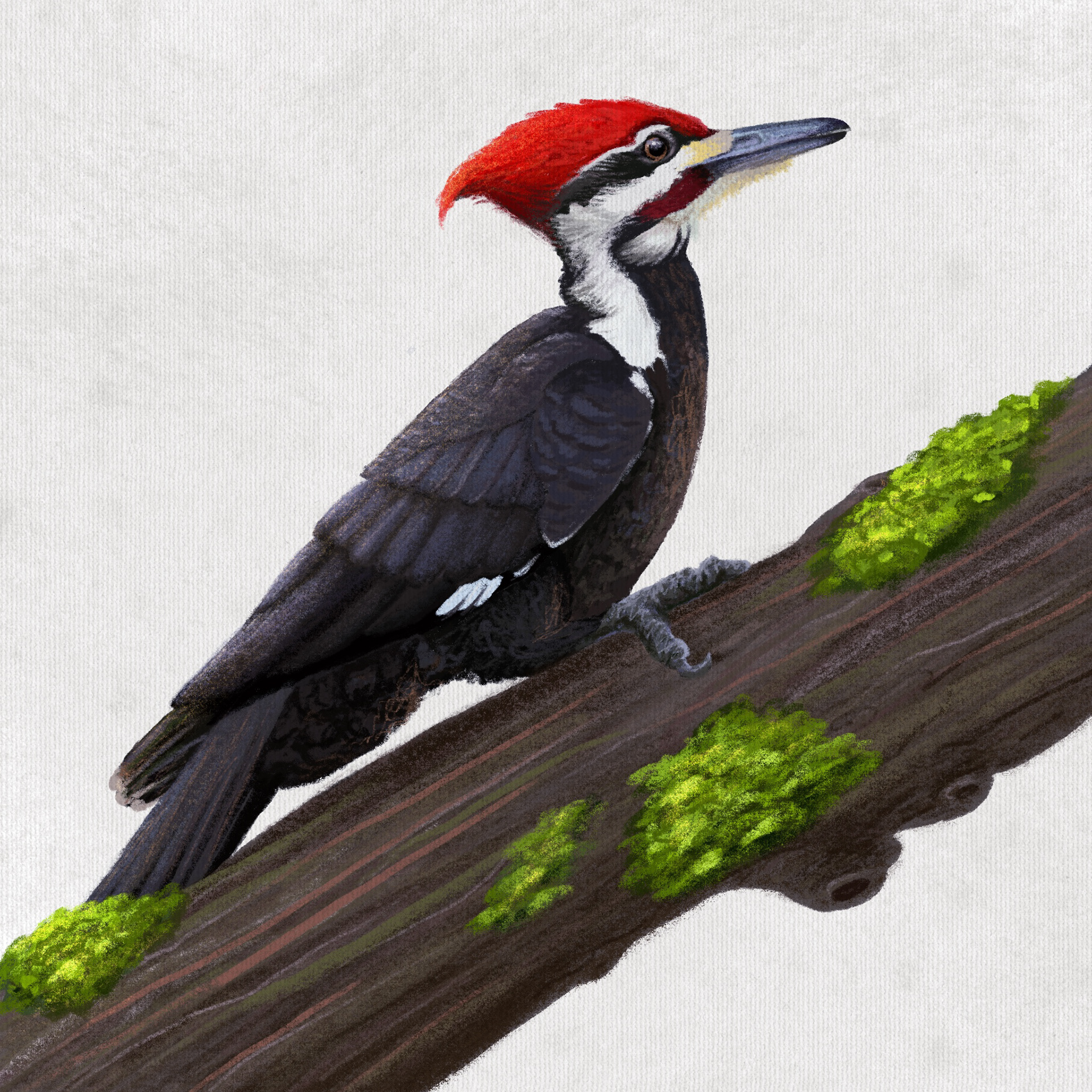 Pileated Woodpecker
