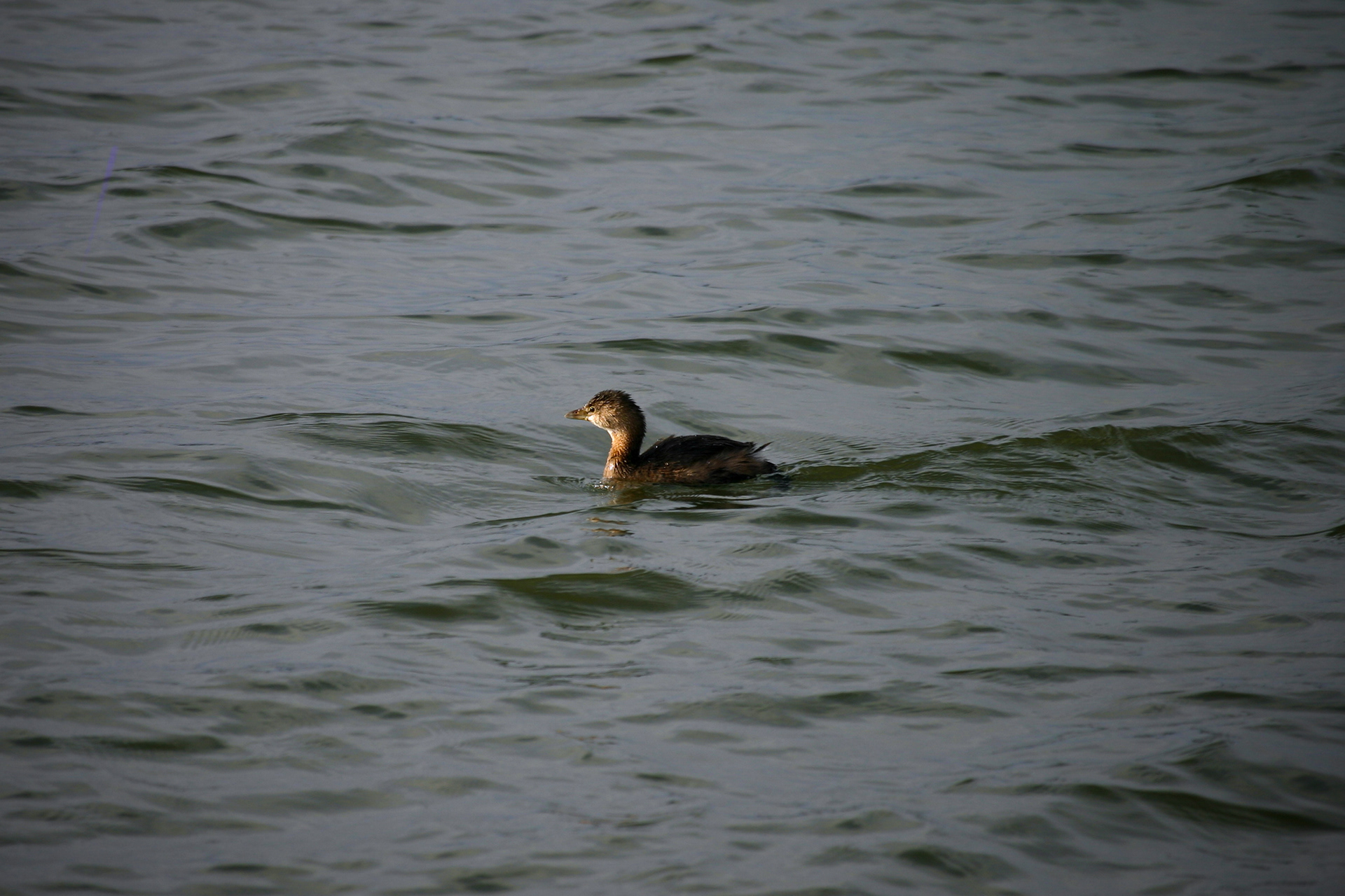 Pied-billed Grebe