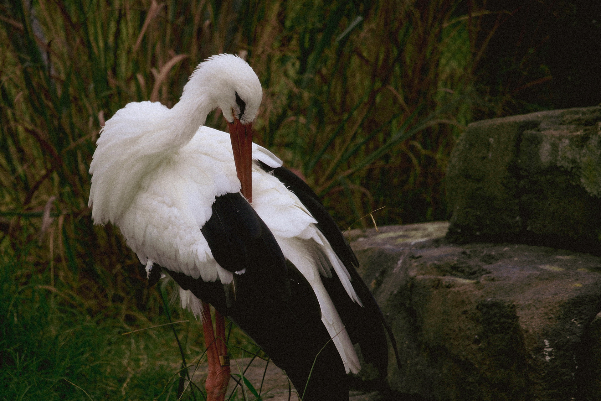 White Stork