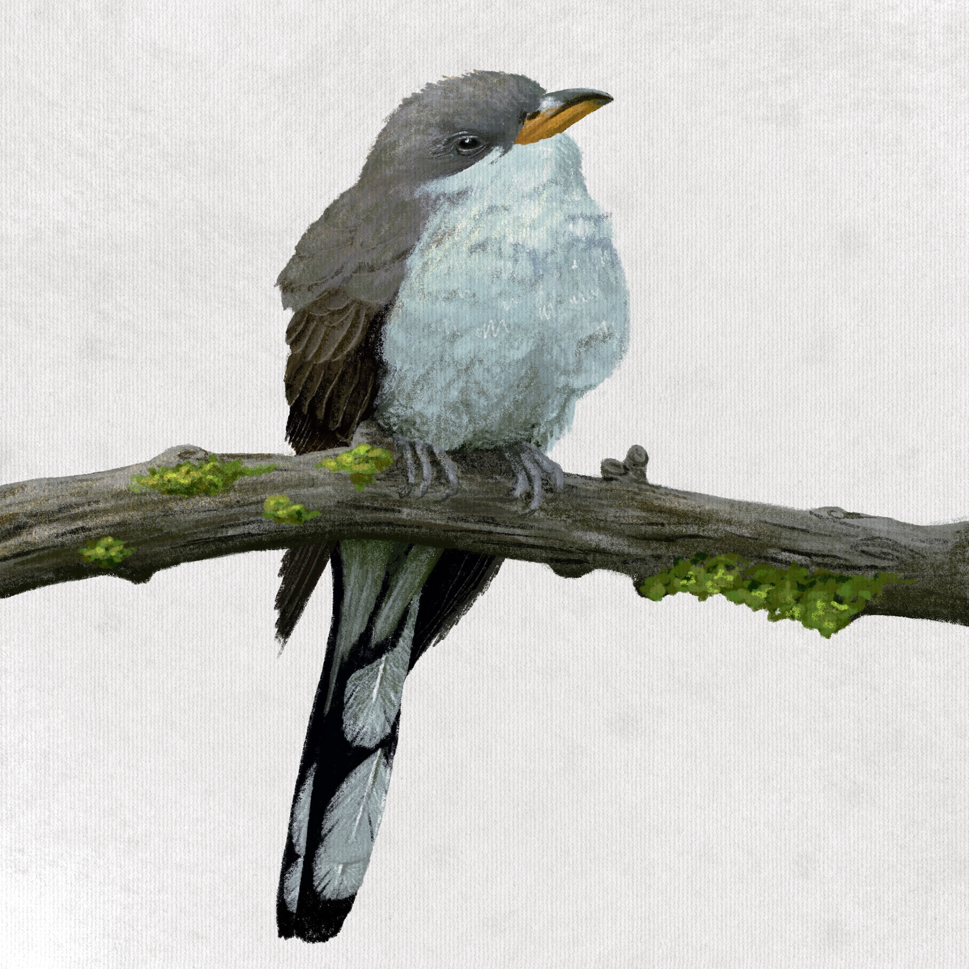 Yellow Billed Cuckoo