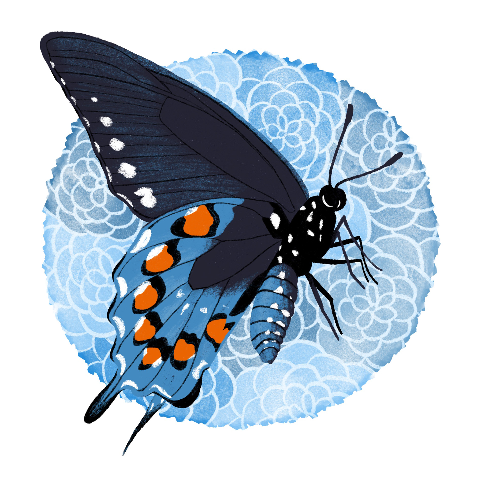 pipevine swallowtail