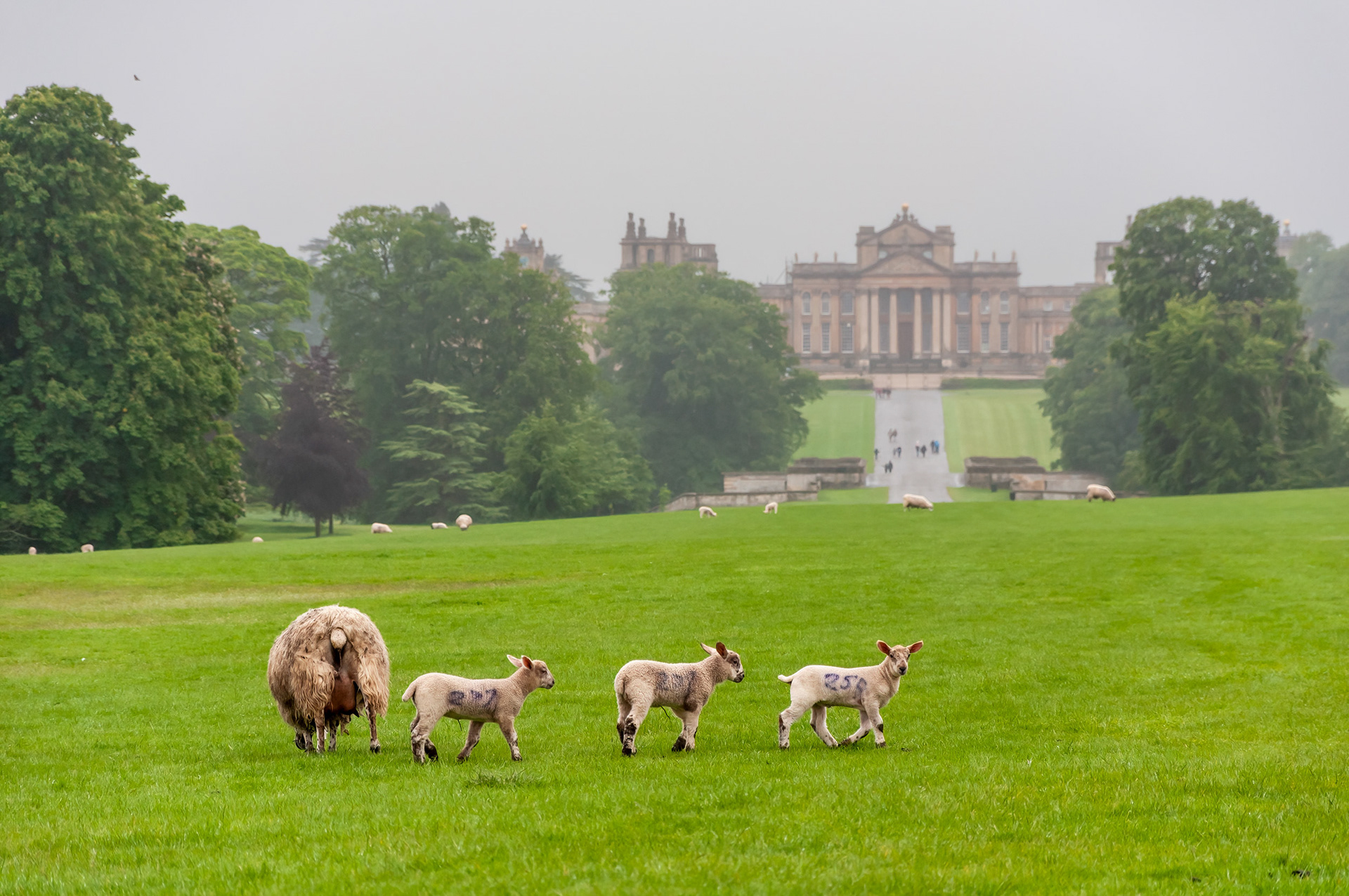 BLENHEIM, ENGLAND