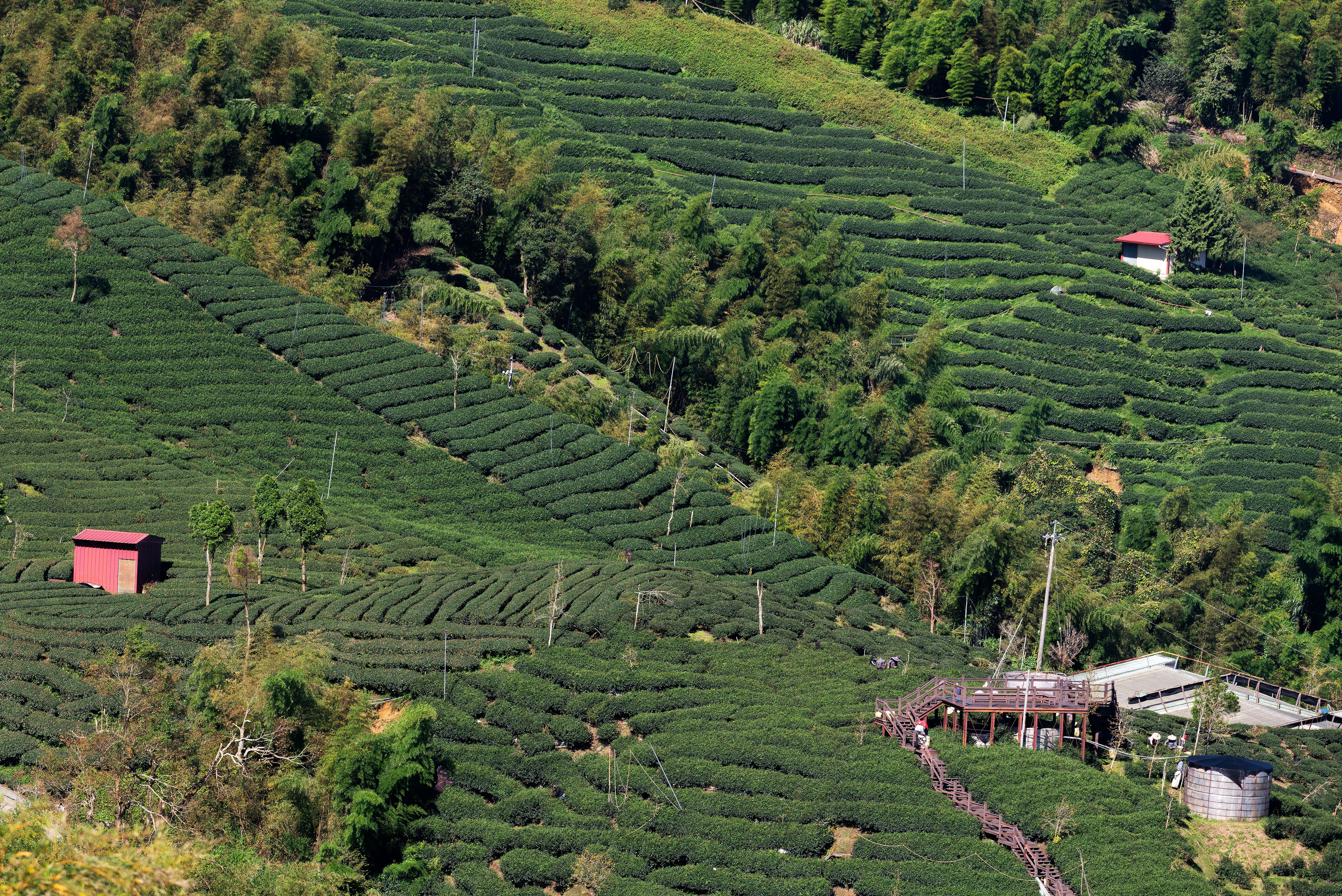 tea grows in the landscape