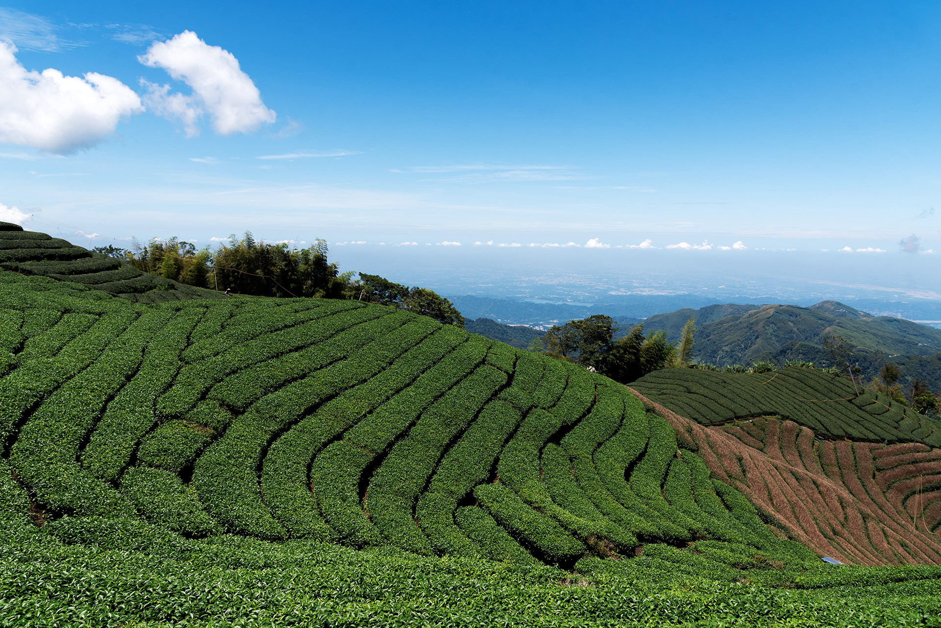 tea’s geometries