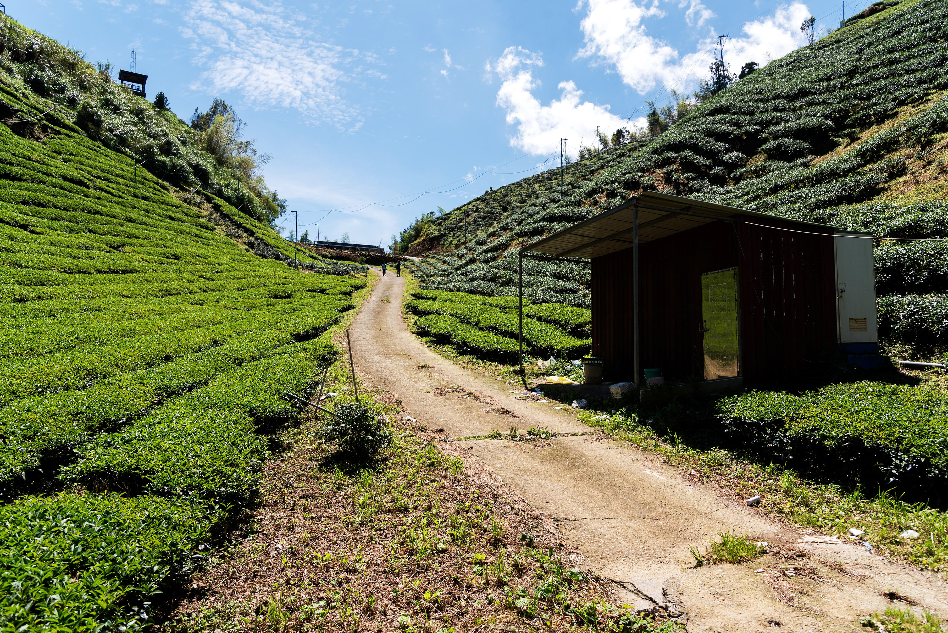 the way of tea
