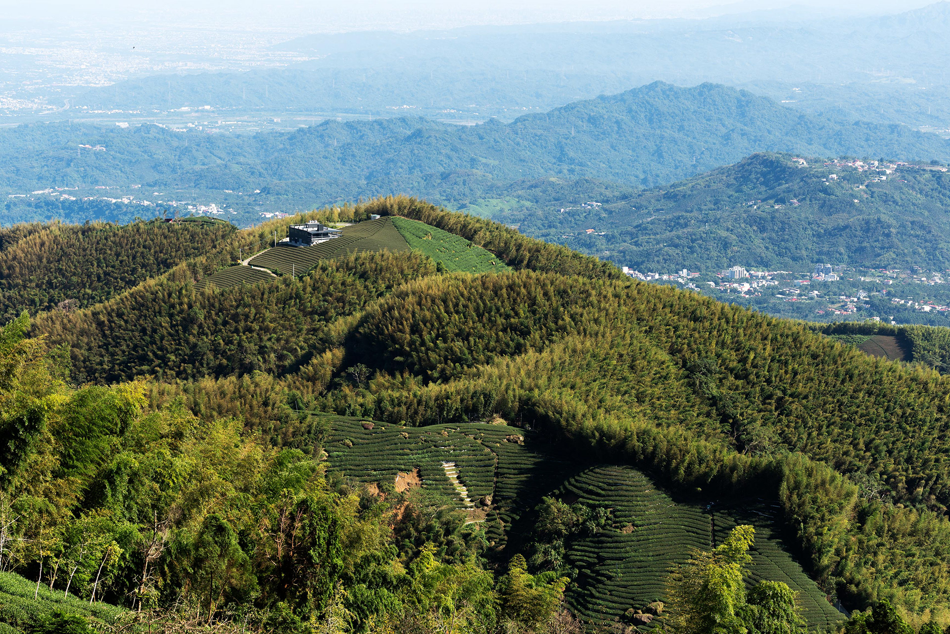 the calm beauty of tea plantations in the mountains