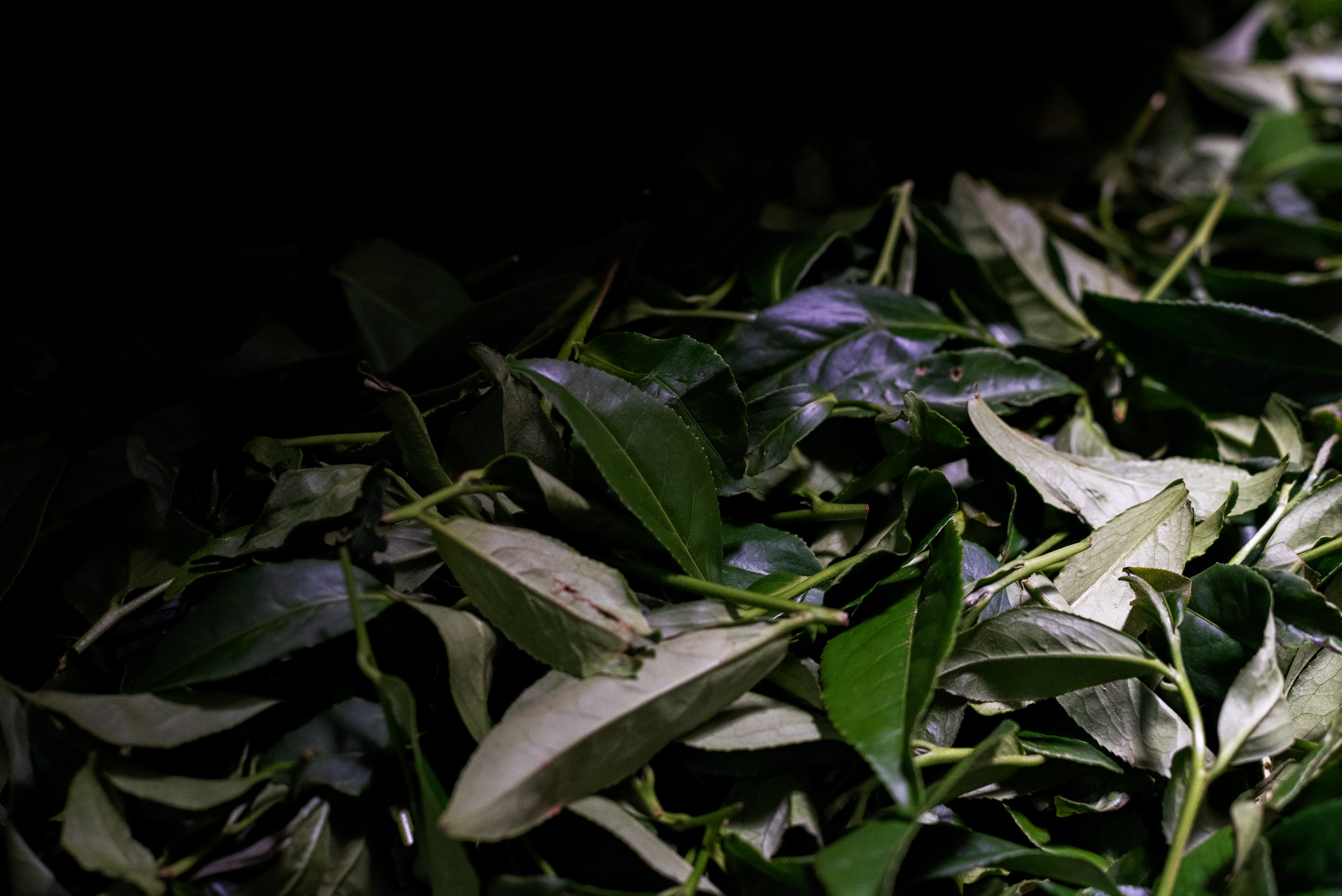 tea leaves