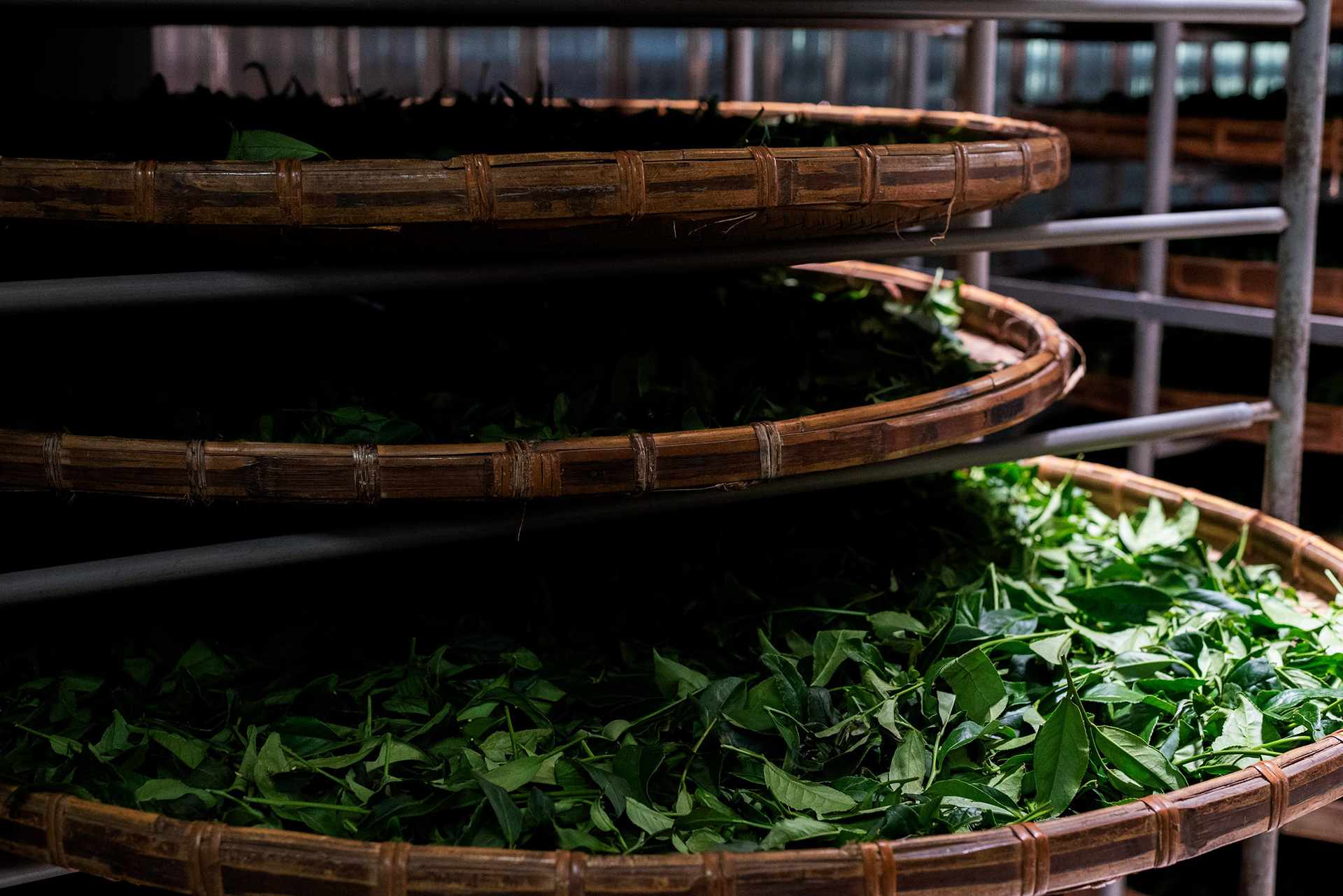drying the leaves