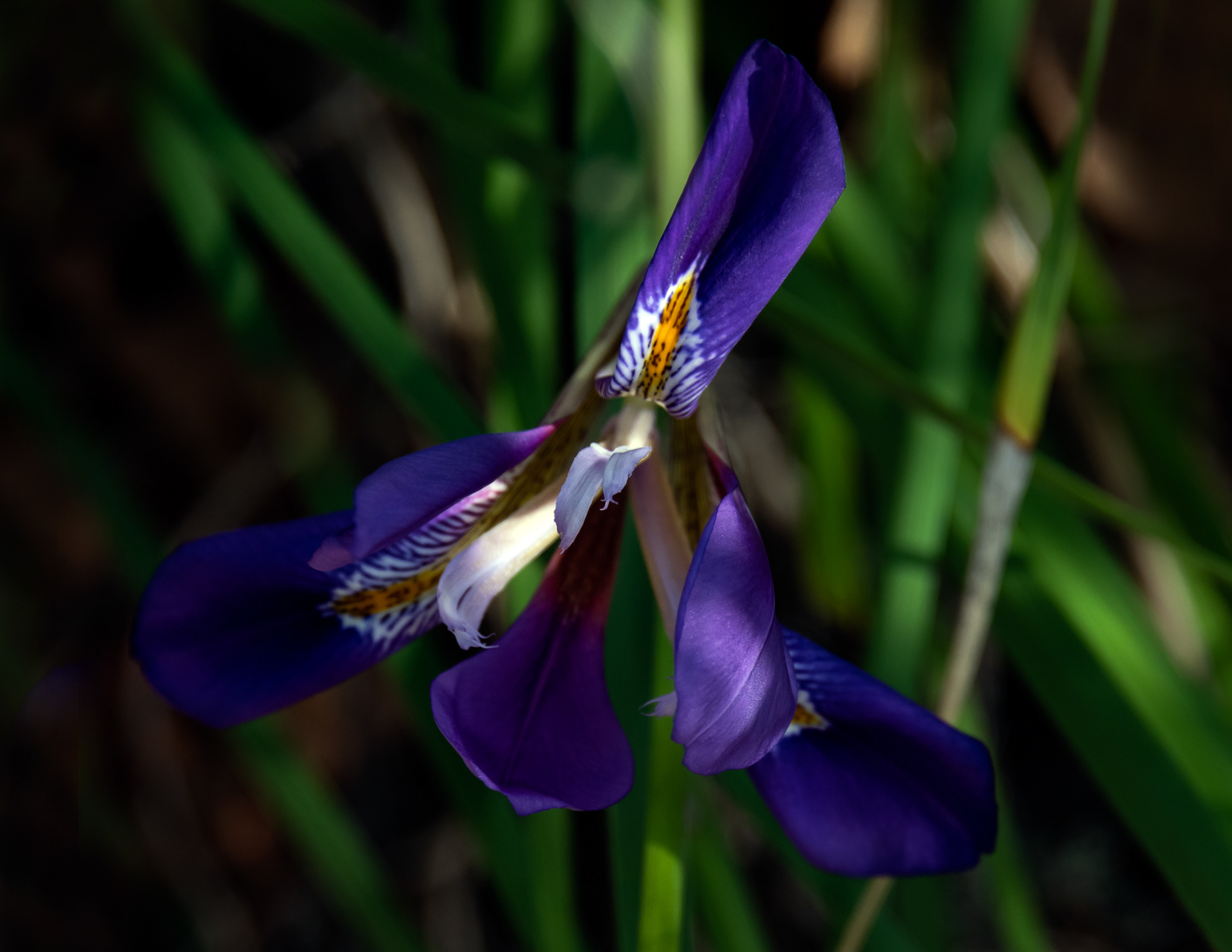 UC Botanical Gardens
