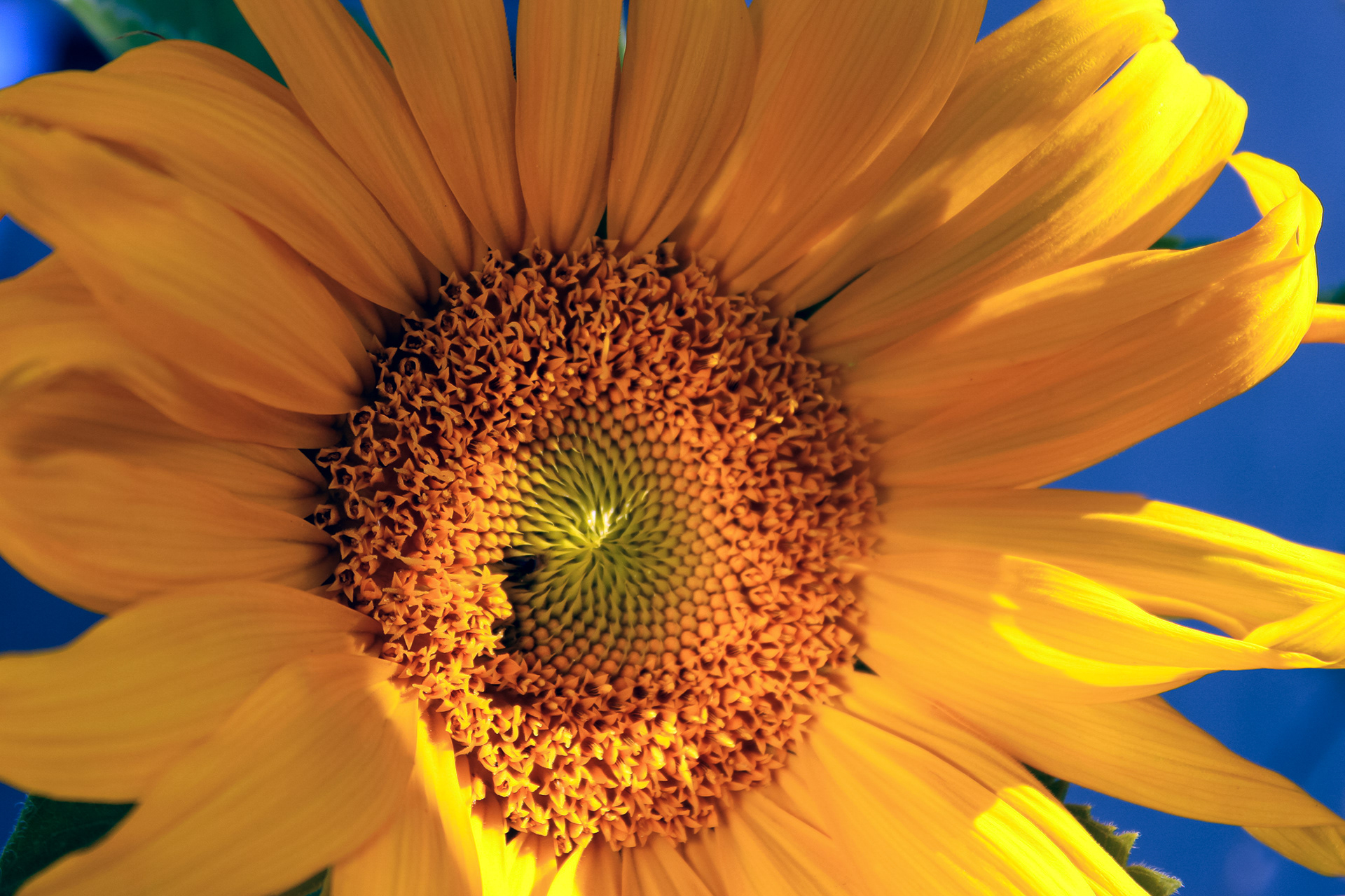 Mom's Sunflower
