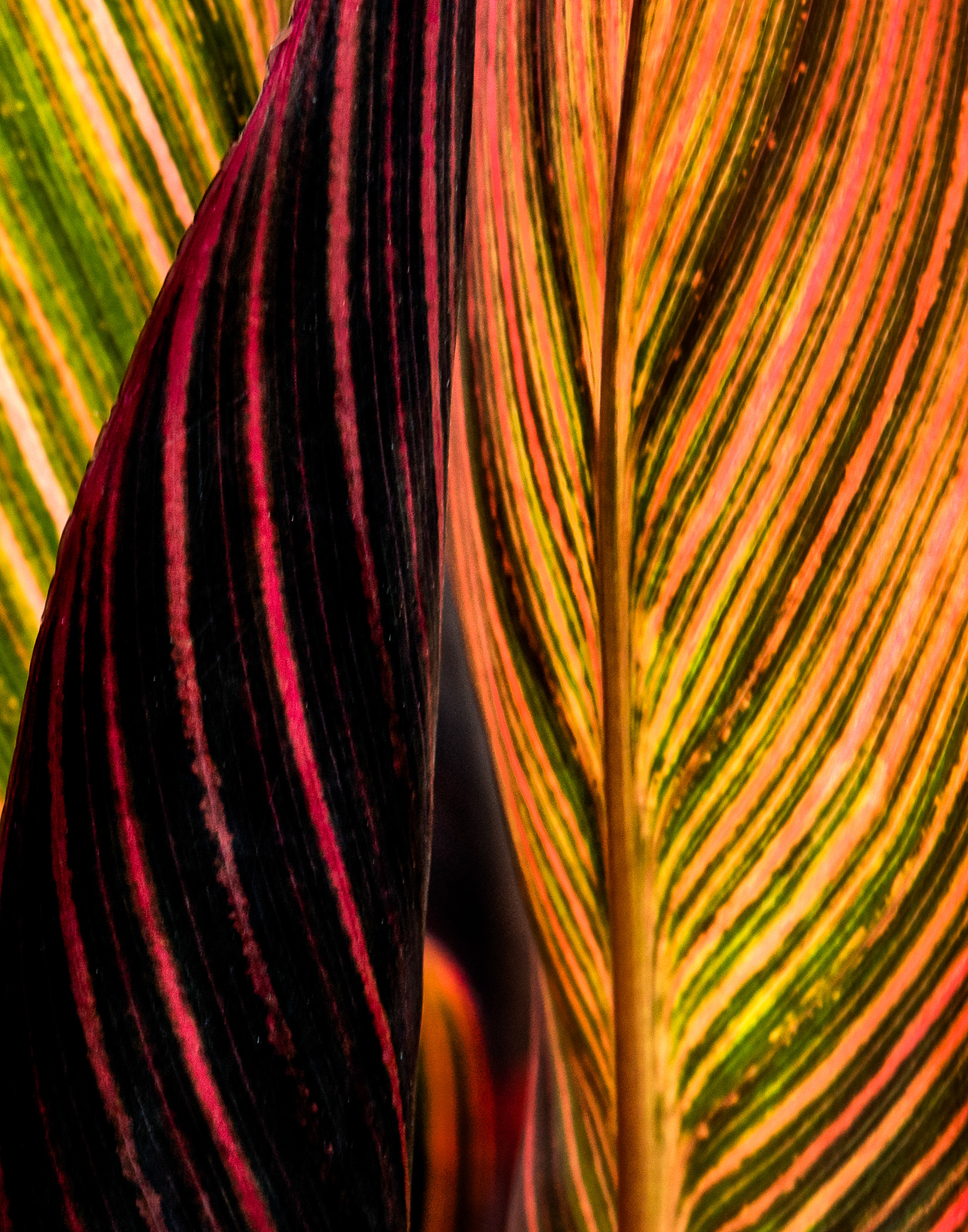 UC Botanical Gardens