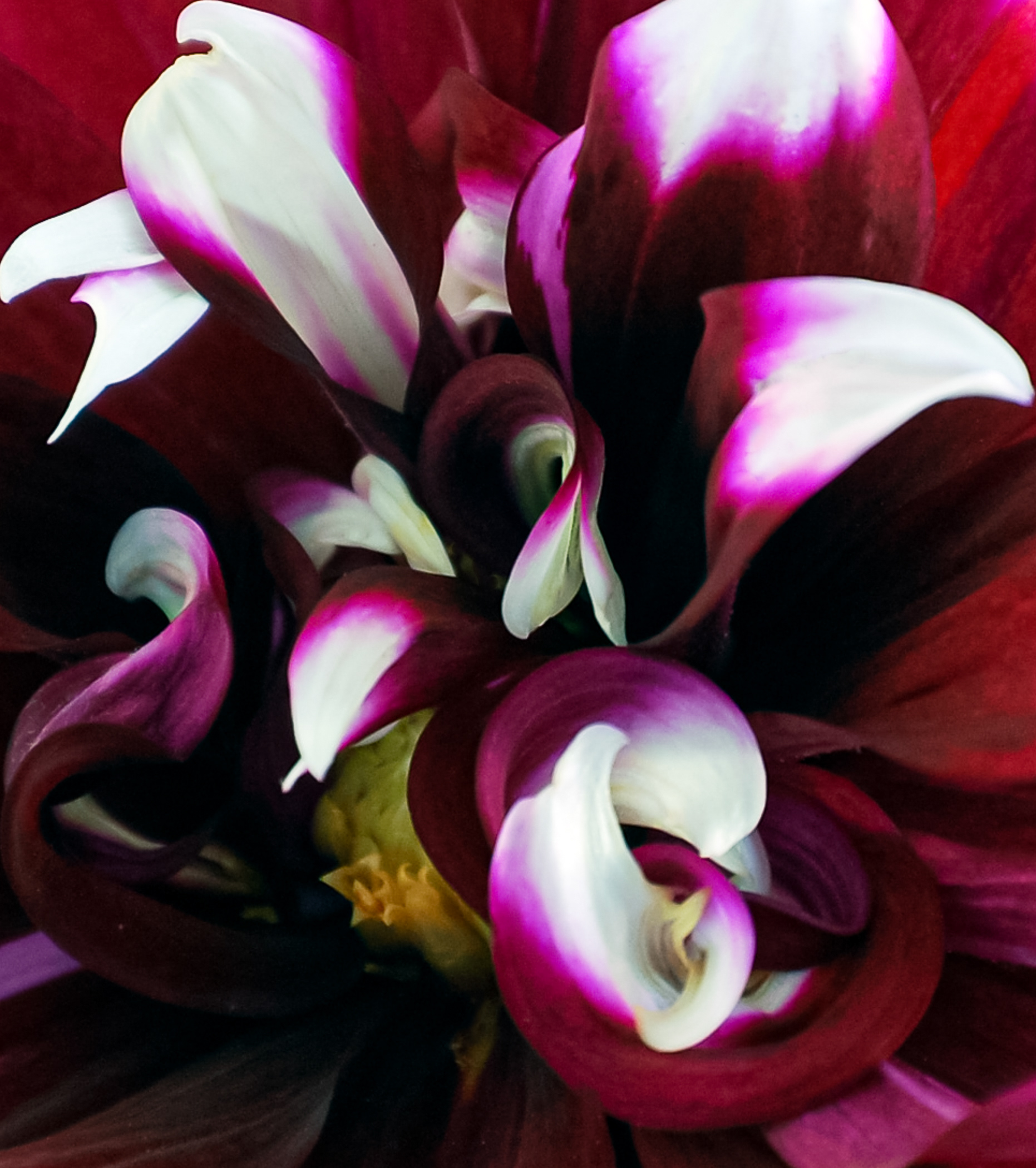Helen's Dahlia