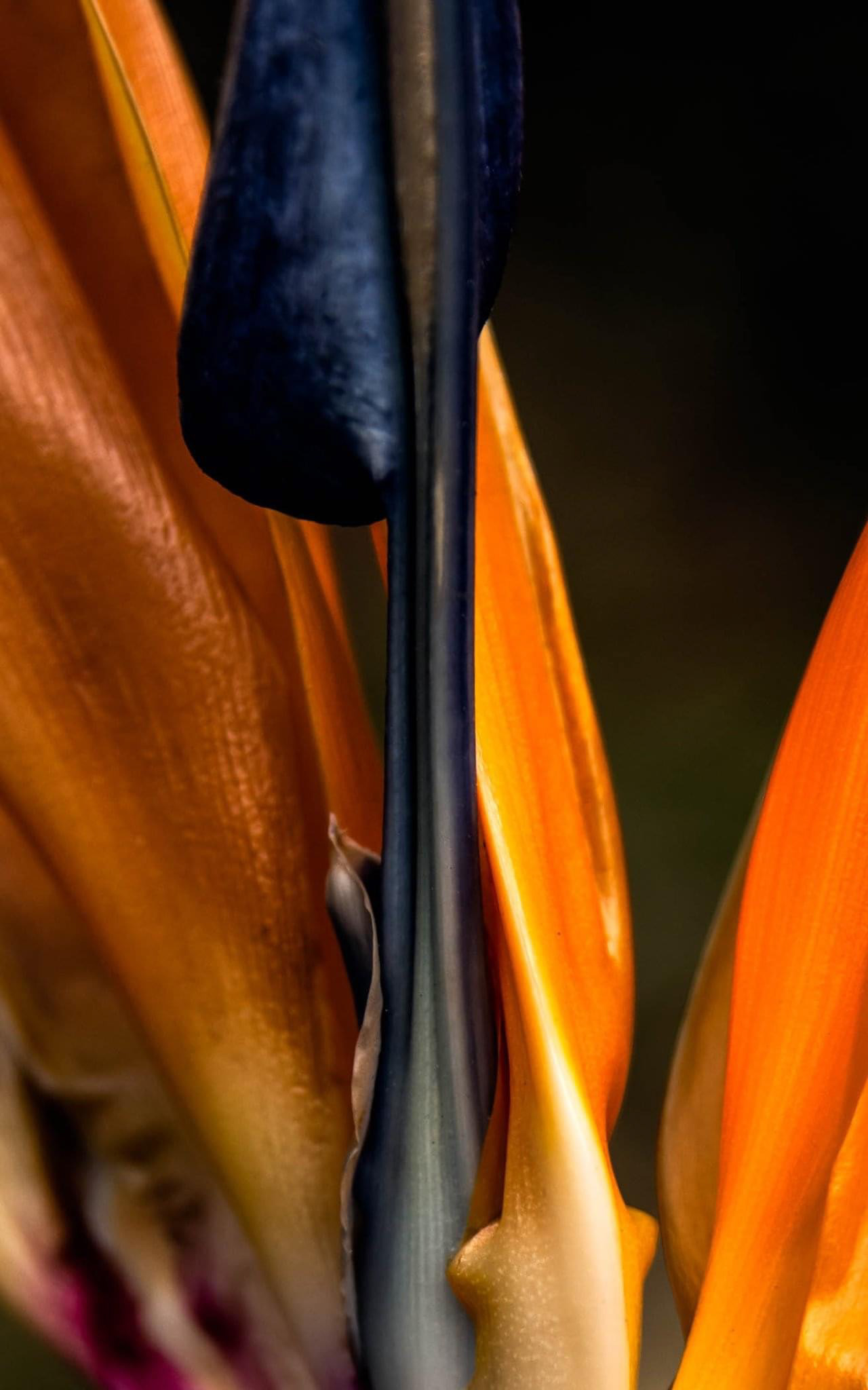 UC Botanical Gardens