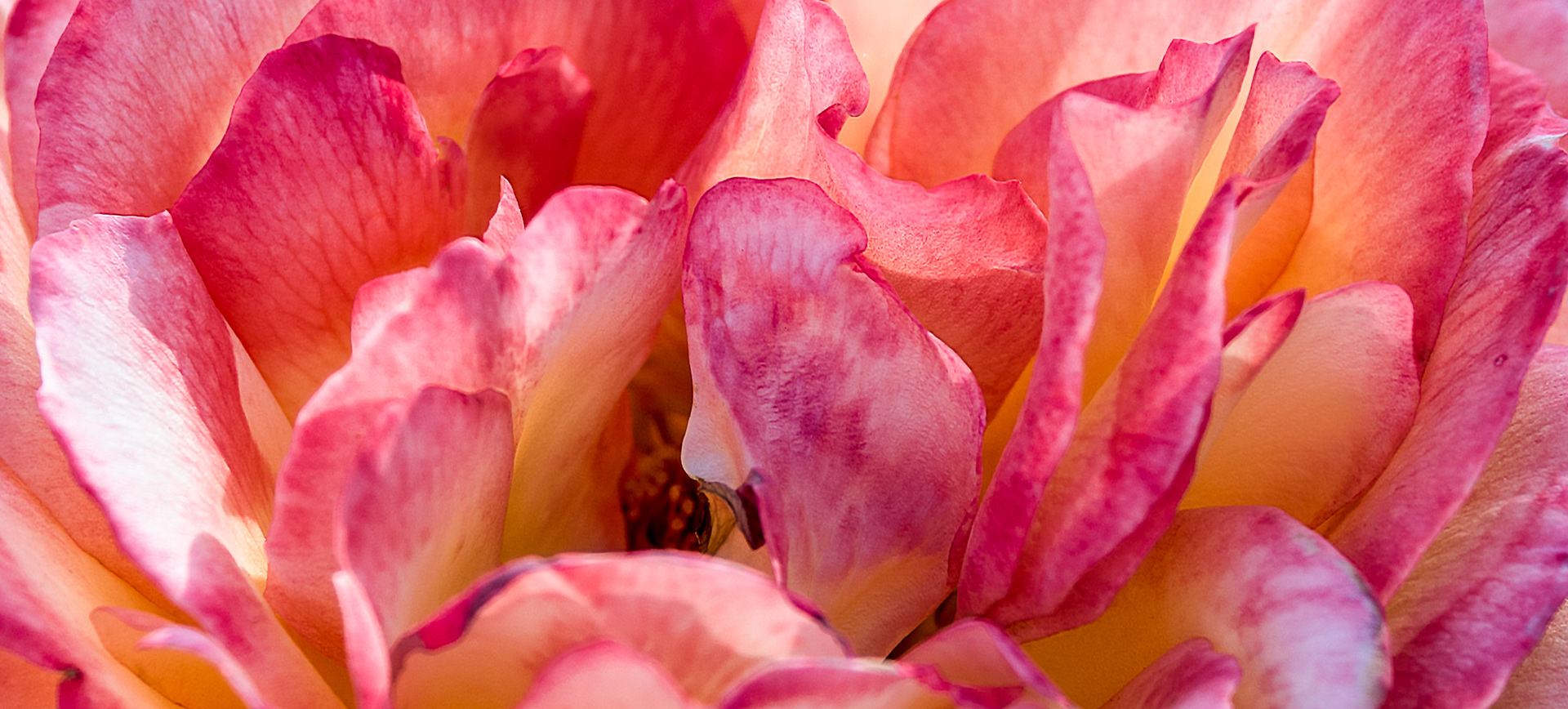Helen's Roses