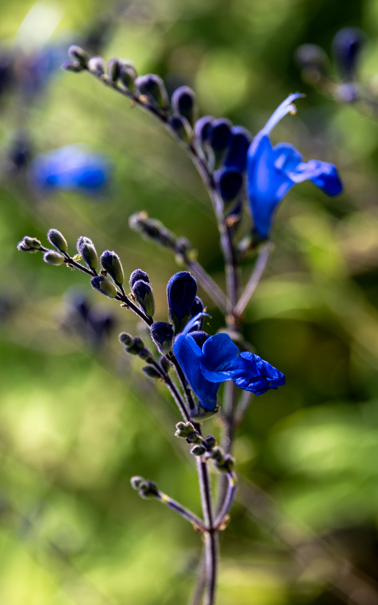UC Botanical Gardens