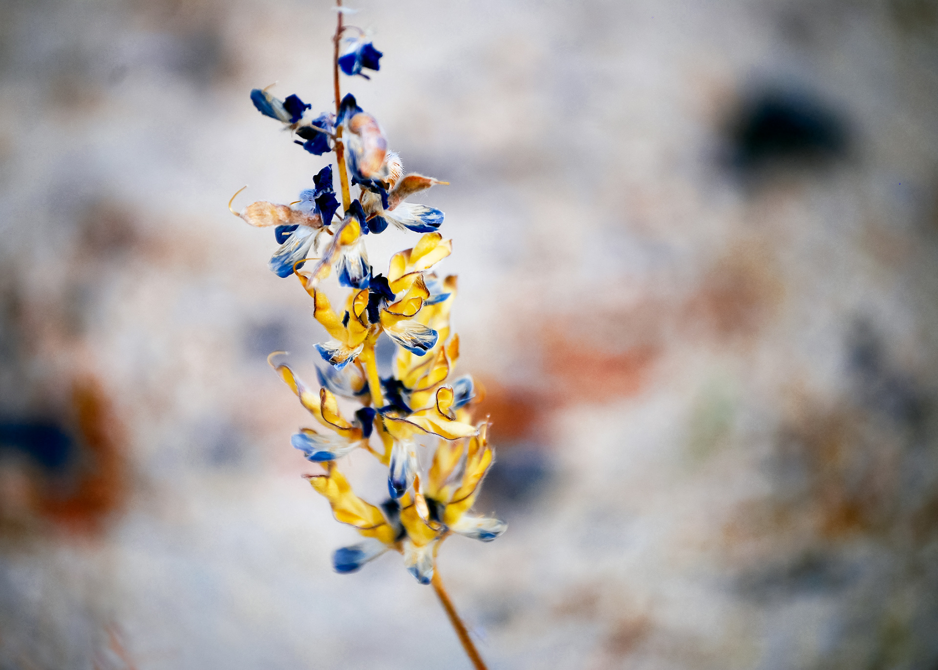 Oroville Sage