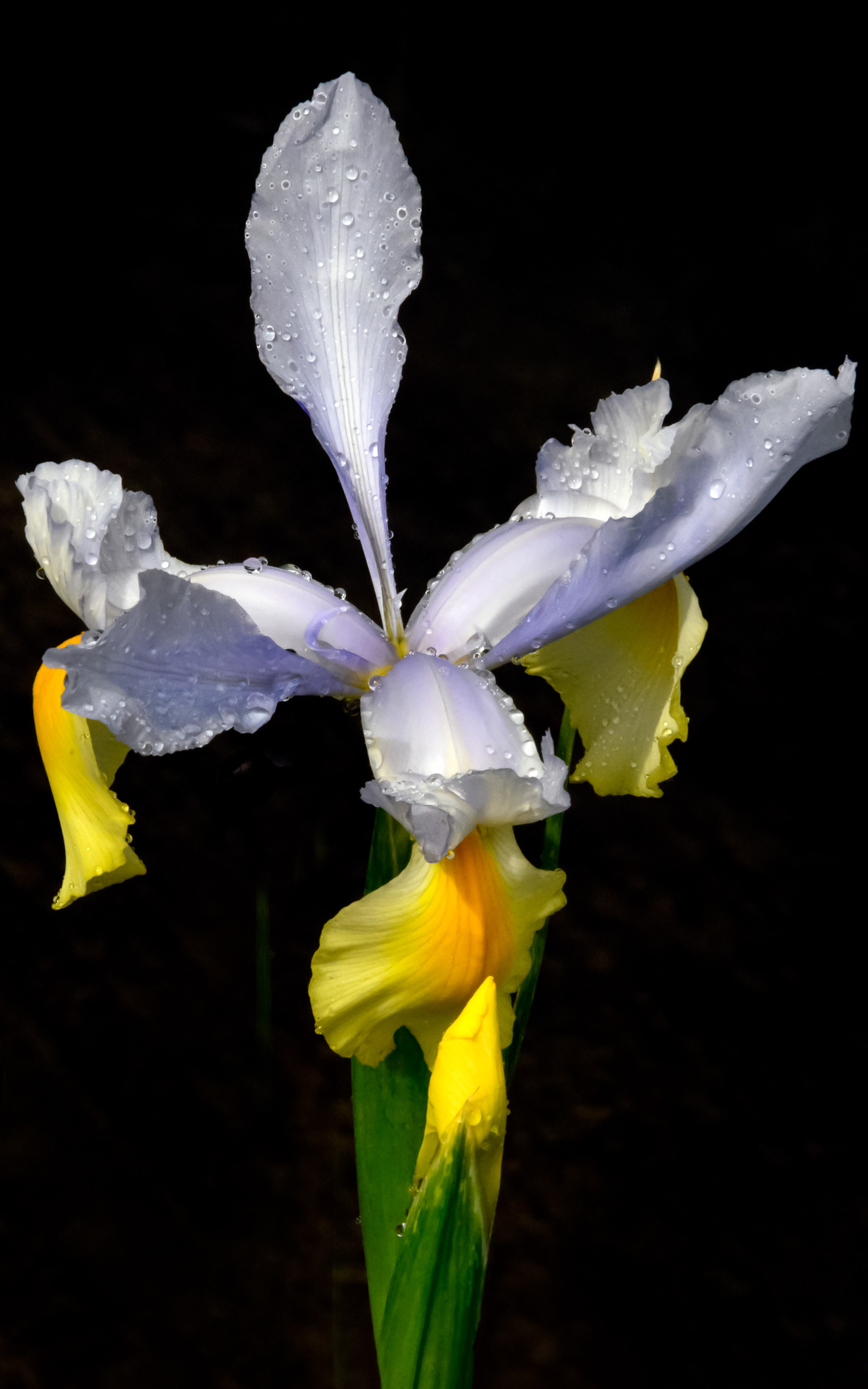 SF State Wild Iris
