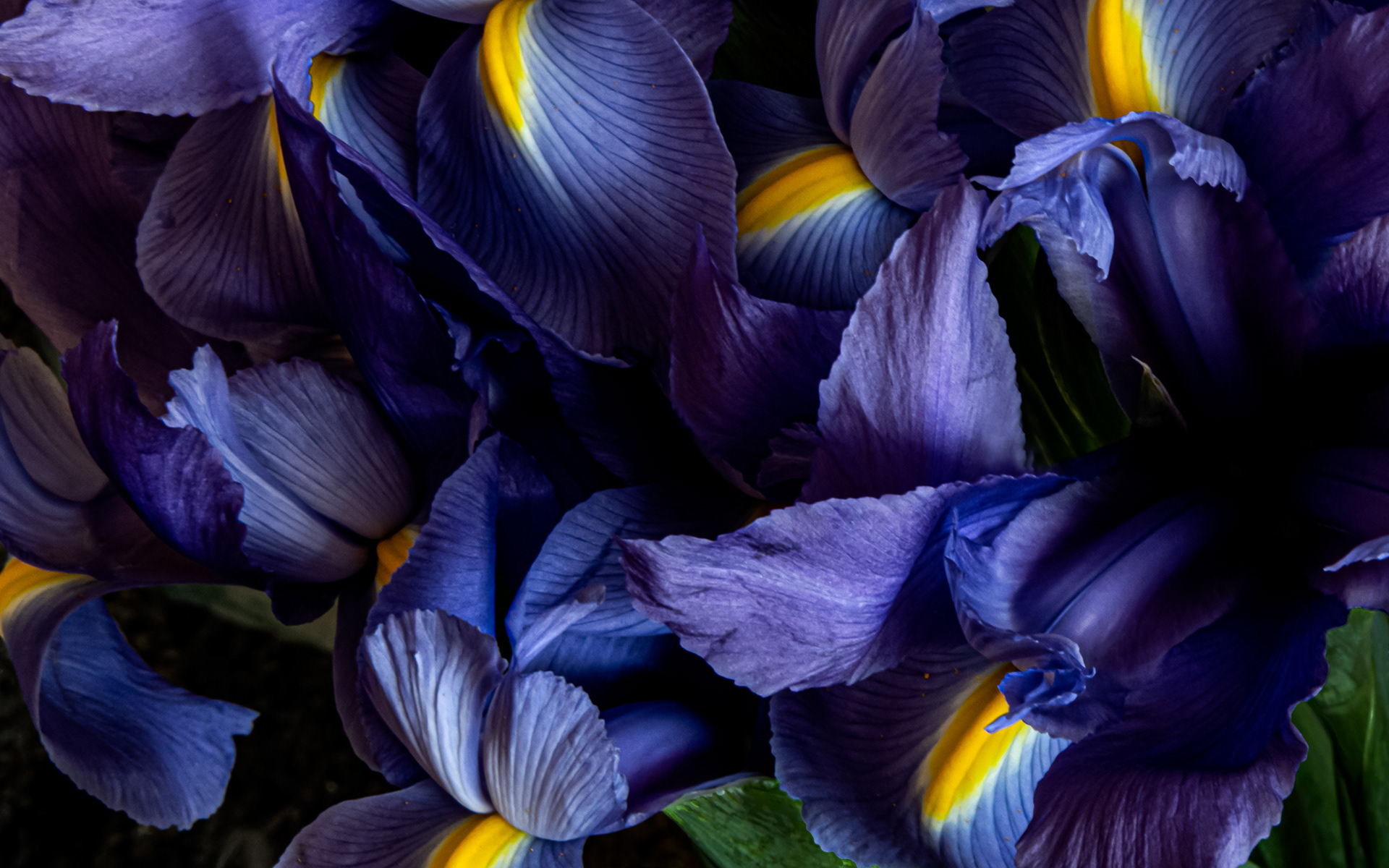 Mead Ave. Irises