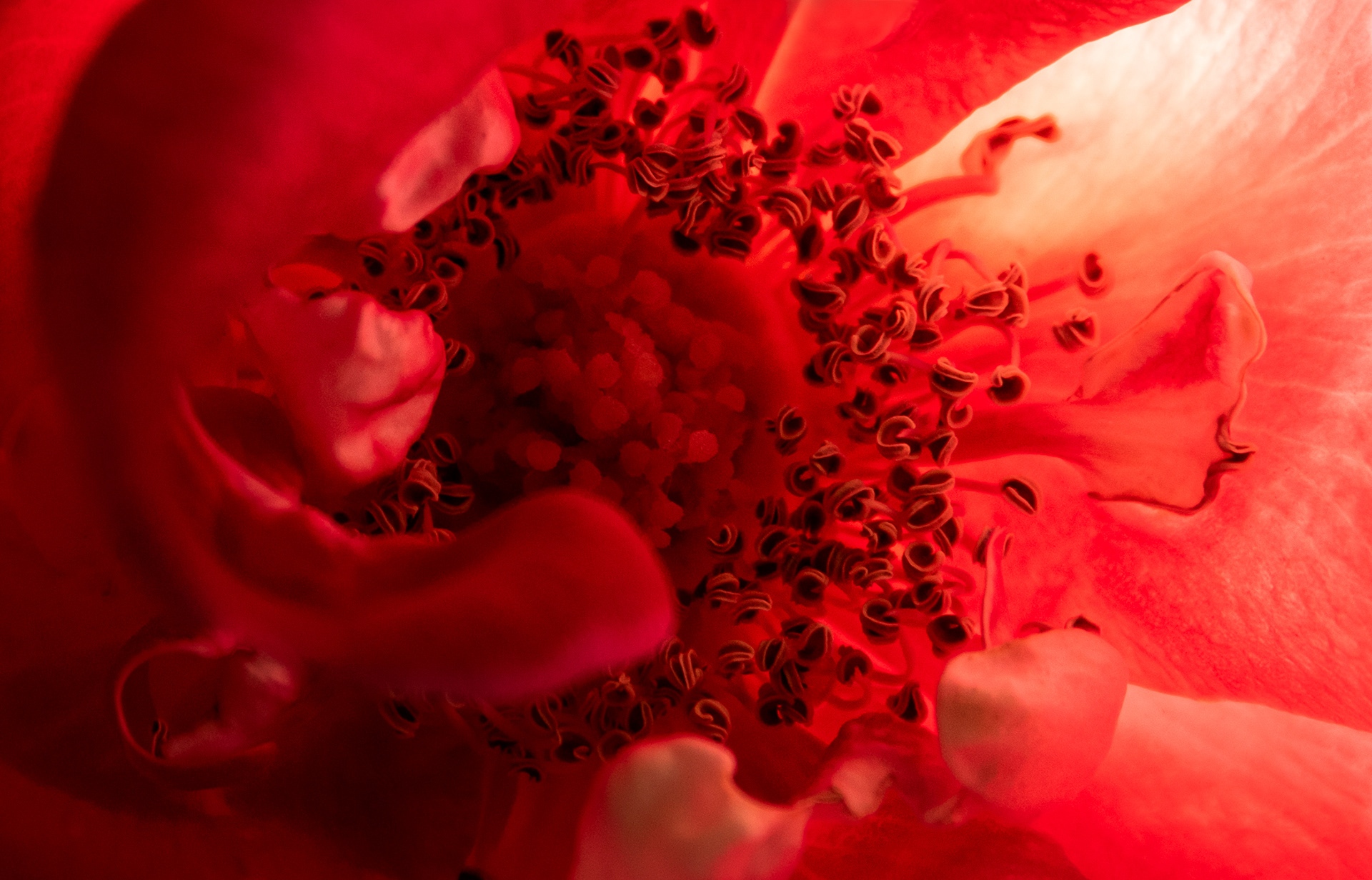 Helen's Roses