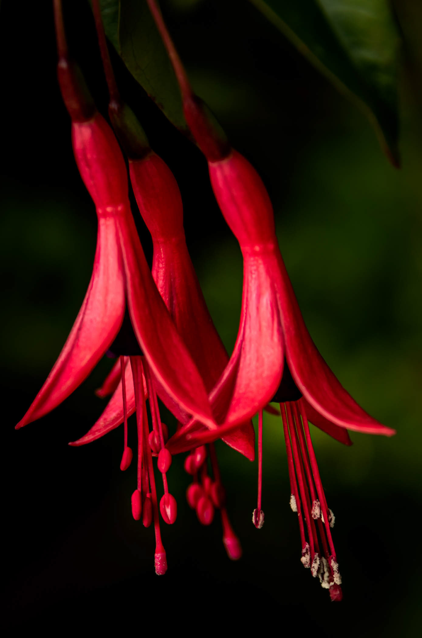 UC Botanical Gardens